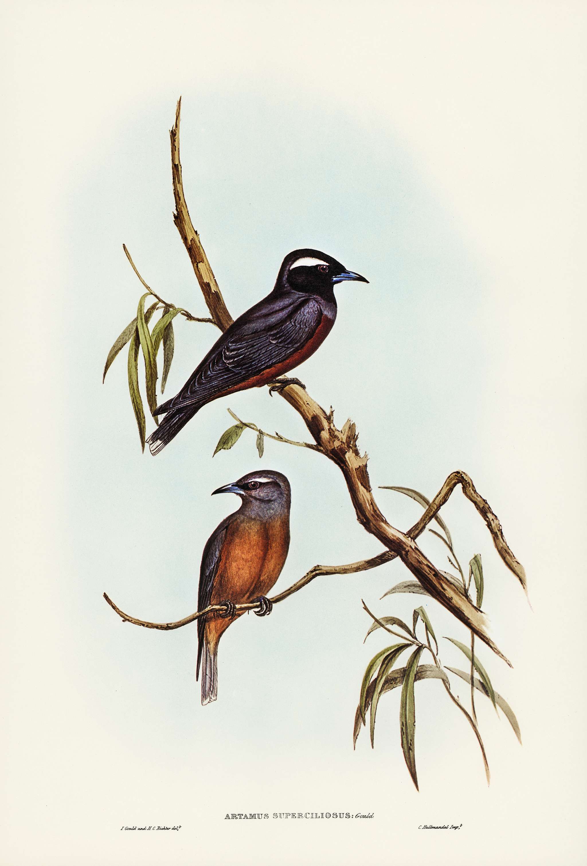White-eyebrowed Wood Swallow (Artamus supercilious) illustrated by Elizabeth Gould (1804–1841) for John Gould’s... White-eyebrowed Wood Swallow (Artamus supercilious) illustrated by Elizabeth Gould (1804–1841) for John Gould’s...