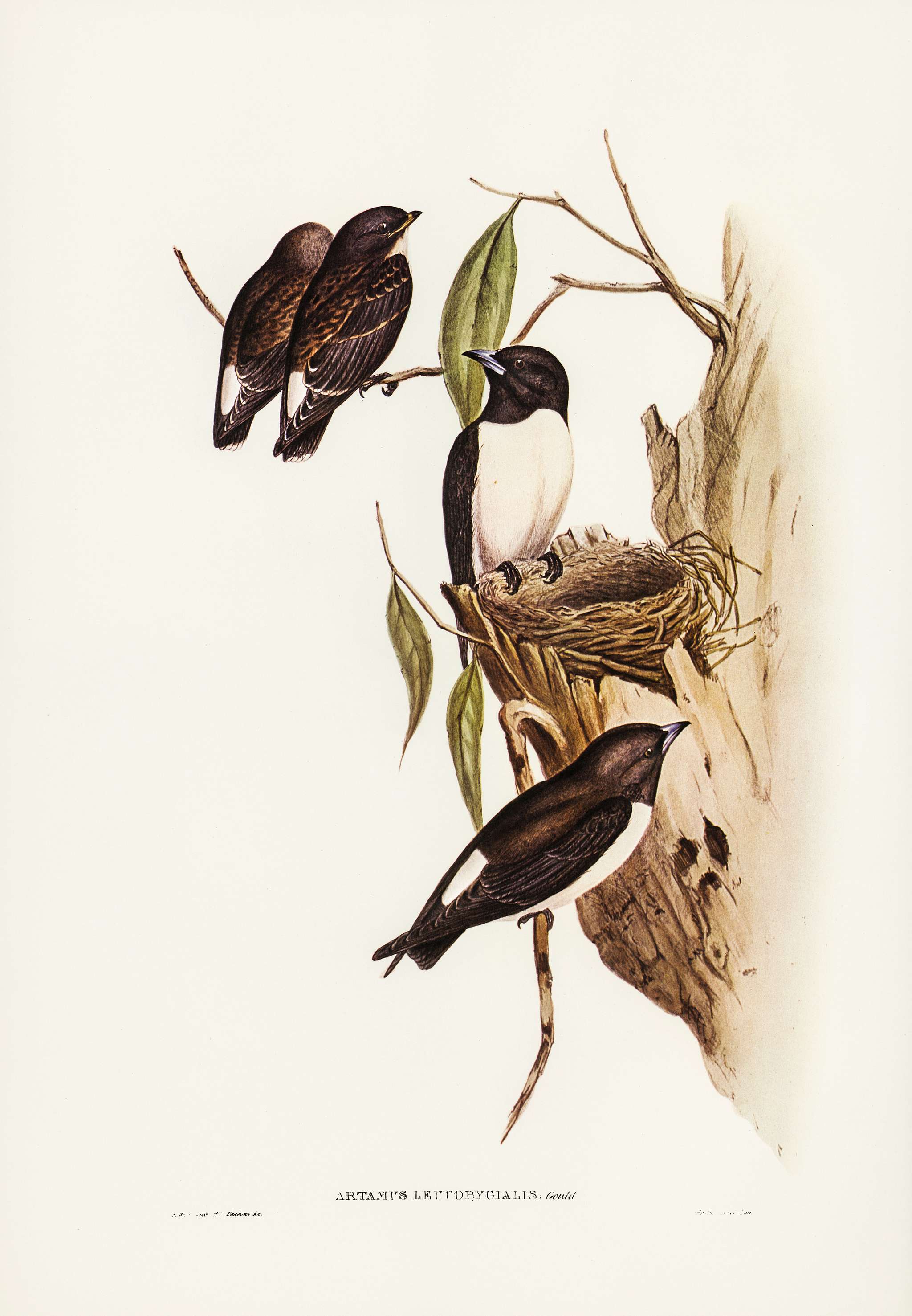 White-rumped Wood Swallow) illustrated by Elizabeth Gould (1804–1841) for John Gould’s (1804-1881) Birds of... White-rumped Wood Swallow) illustrated by Elizabeth Gould (1804–1841) for John Gould’s (1804-1881) Birds of...