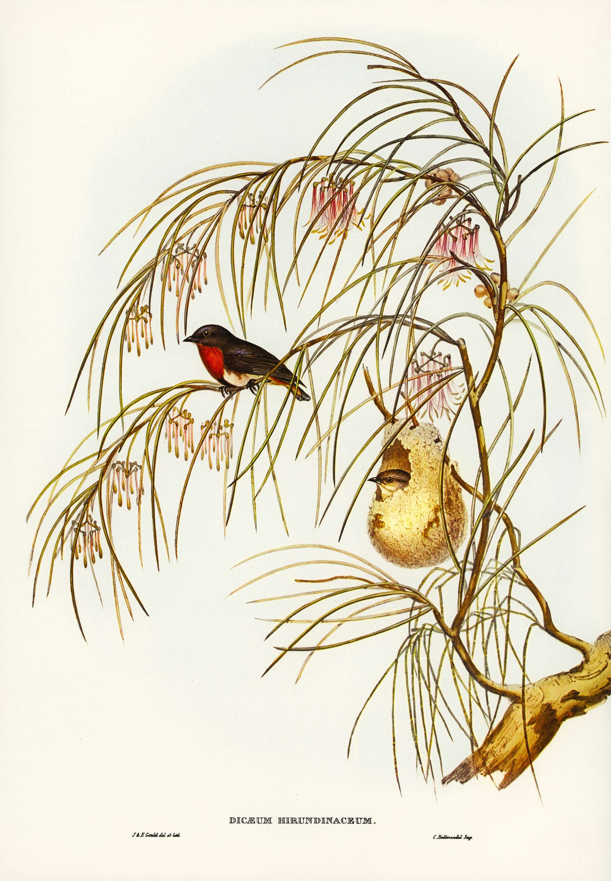 Swallow Dicaeum (Dicaeum hirundinaceum) illustrated by Elizabeth Gould (1804–1841) for John Gould’s (1804-1881)... Swallow Dicaeum (Dicaeum hirundinaceum) illustrated by Elizabeth Gould (1804–1841) for John Gould’s (1804-1881)...