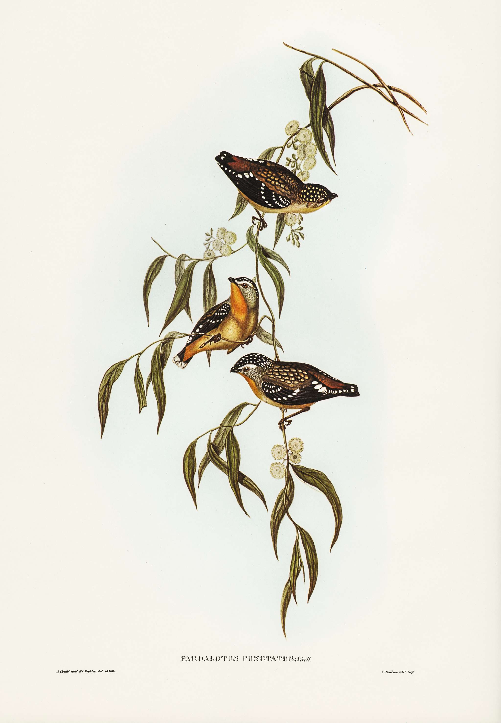 Spotted Pardalote (Pardalotus punctatus) illustrated by Elizabeth Gould (1804–1841) for John Gould’s (1804-1881... Spotted Pardalote (Pardalotus punctatus) illustrated by Elizabeth Gould (1804–1841) for John Gould’s (1804-1881...