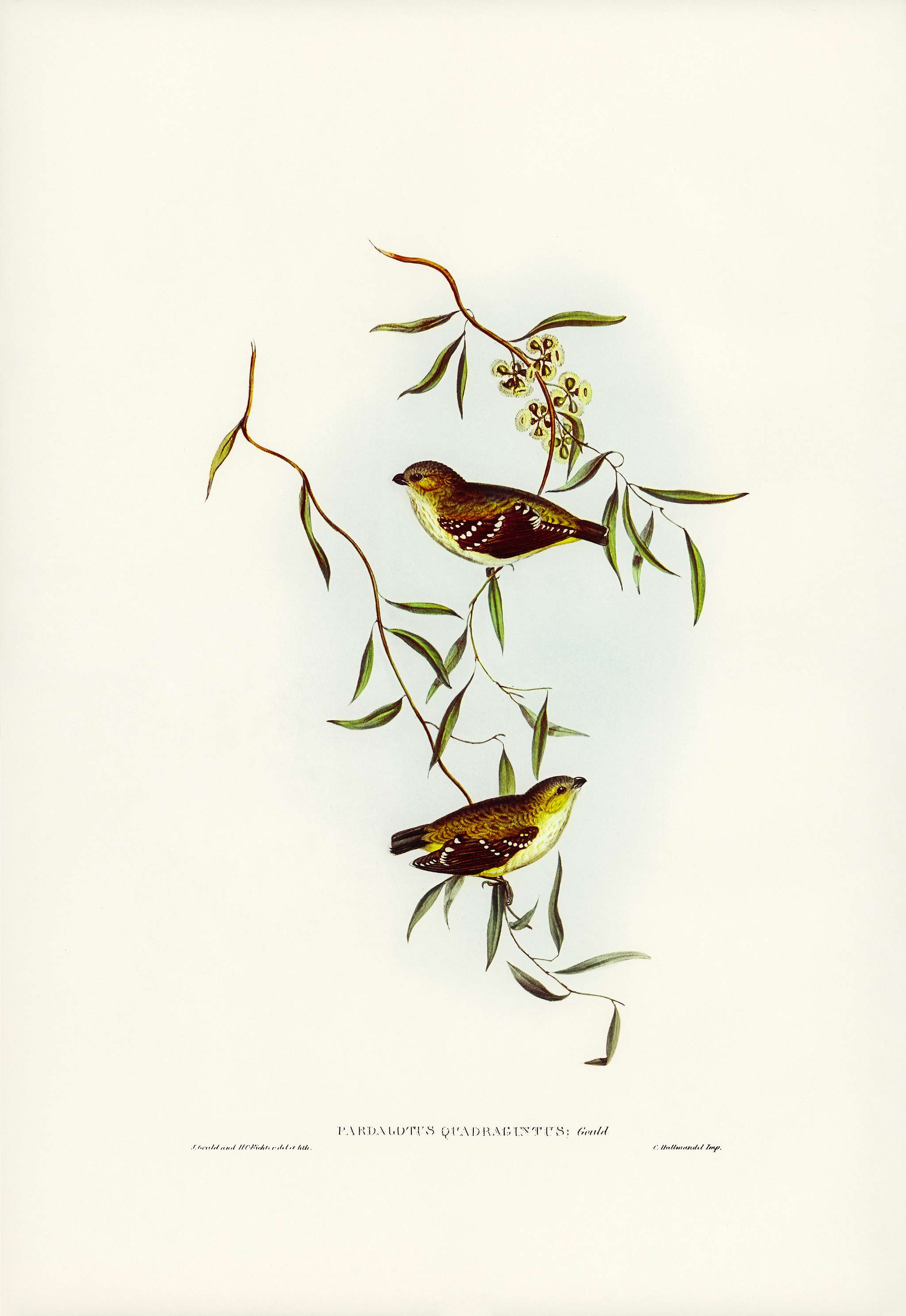 Forty-spotted Pardalote (Pardalotus quadragintus) illustrated by Elizabeth Gould (1804–1841) for John Gould’s (... Forty-spotted Pardalote (Pardalotus quadragintus) illustrated by Elizabeth Gould (1804–1841) for John Gould’s (...