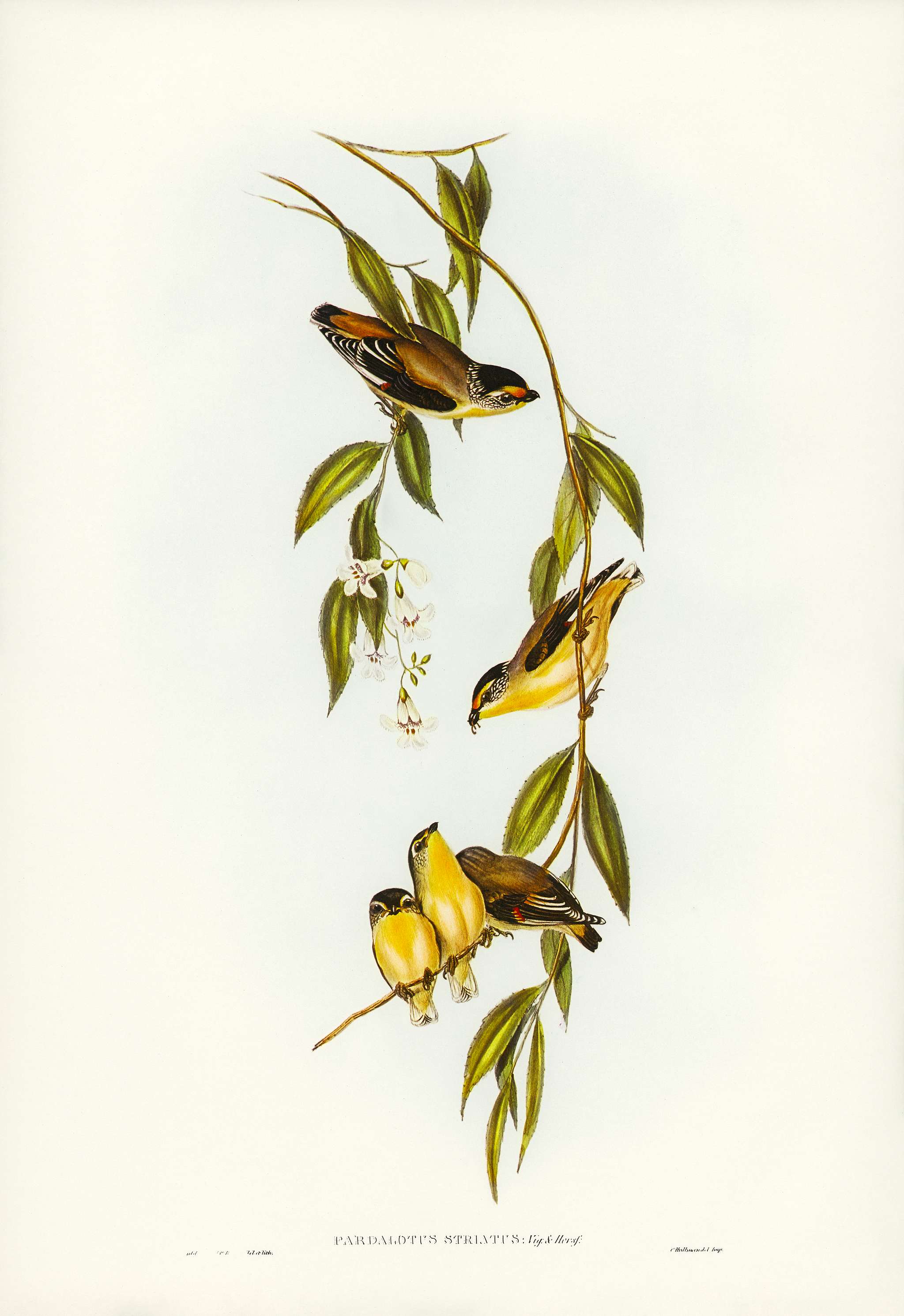 Striated Pardalote (Pardalotus striatus) illustrated by Elizabeth Gould (1804–1841) for John Gould’s (1804-1881... Striated Pardalote (Pardalotus striatus) illustrated by Elizabeth Gould (1804–1841) for John Gould’s (1804-1881...
