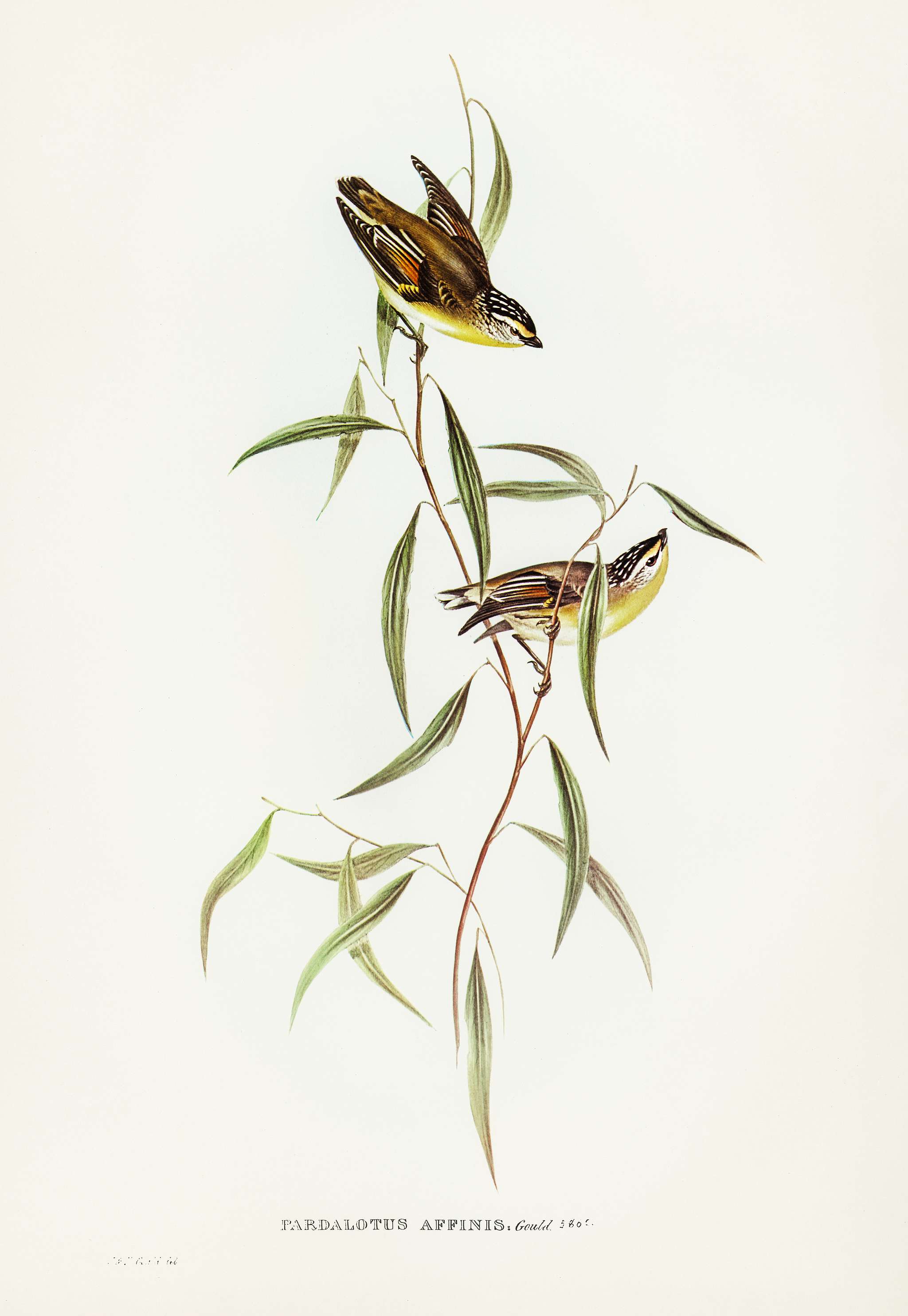 Allied Pardalote (Pardalotus affines) illustrated by Elizabeth Gould (1804–1841) for John Gould’s (1804-1881)... Allied Pardalote (Pardalotus affines) illustrated by Elizabeth Gould (1804–1841) for John Gould’s (1804-1881)...