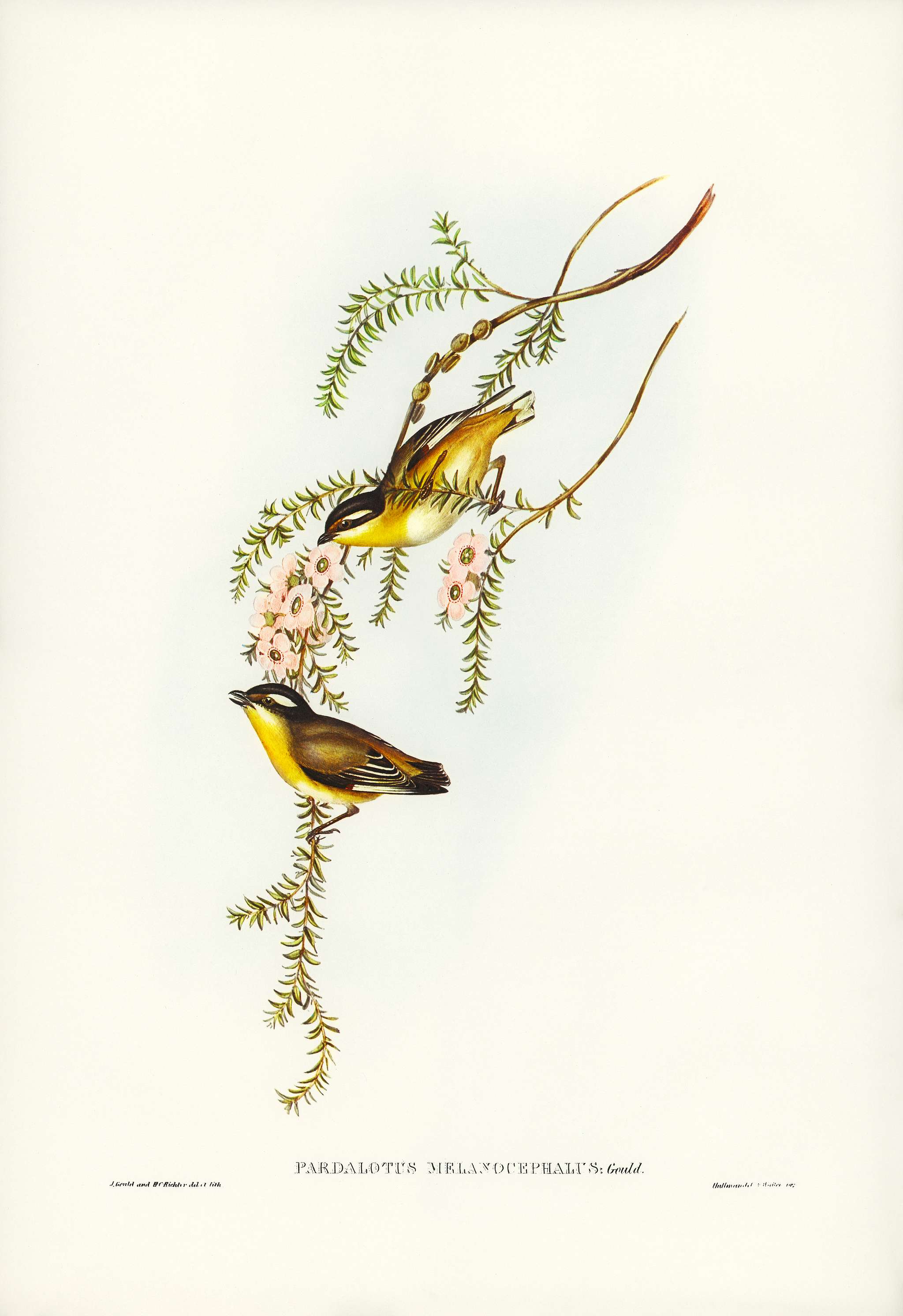 Black-headed Pardalote (Pardalotus melanocephalus) illustrated by Elizabeth Gould (1804–1841) for John Gould’s (... Black-headed Pardalote (Pardalotus melanocephalus) illustrated by Elizabeth Gould (1804–1841) for John Gould’s (...