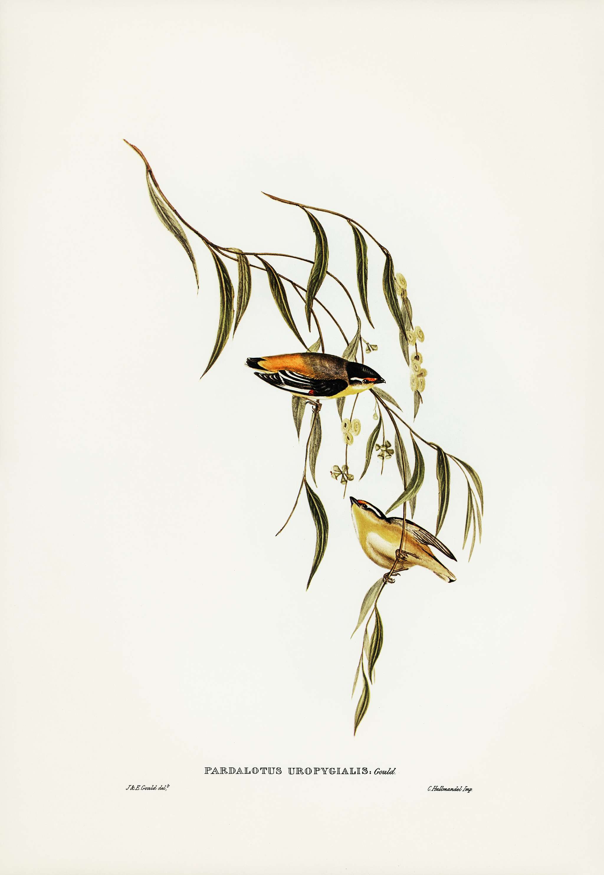 Yellow-rumped Pardalote (Pardalotus uropygialis) illustrated by Elizabeth Gould (1804–1841) for John Gould’s (... Yellow-rumped Pardalote (Pardalotus uropygialis) illustrated by Elizabeth Gould (1804–1841) for John Gould’s (...