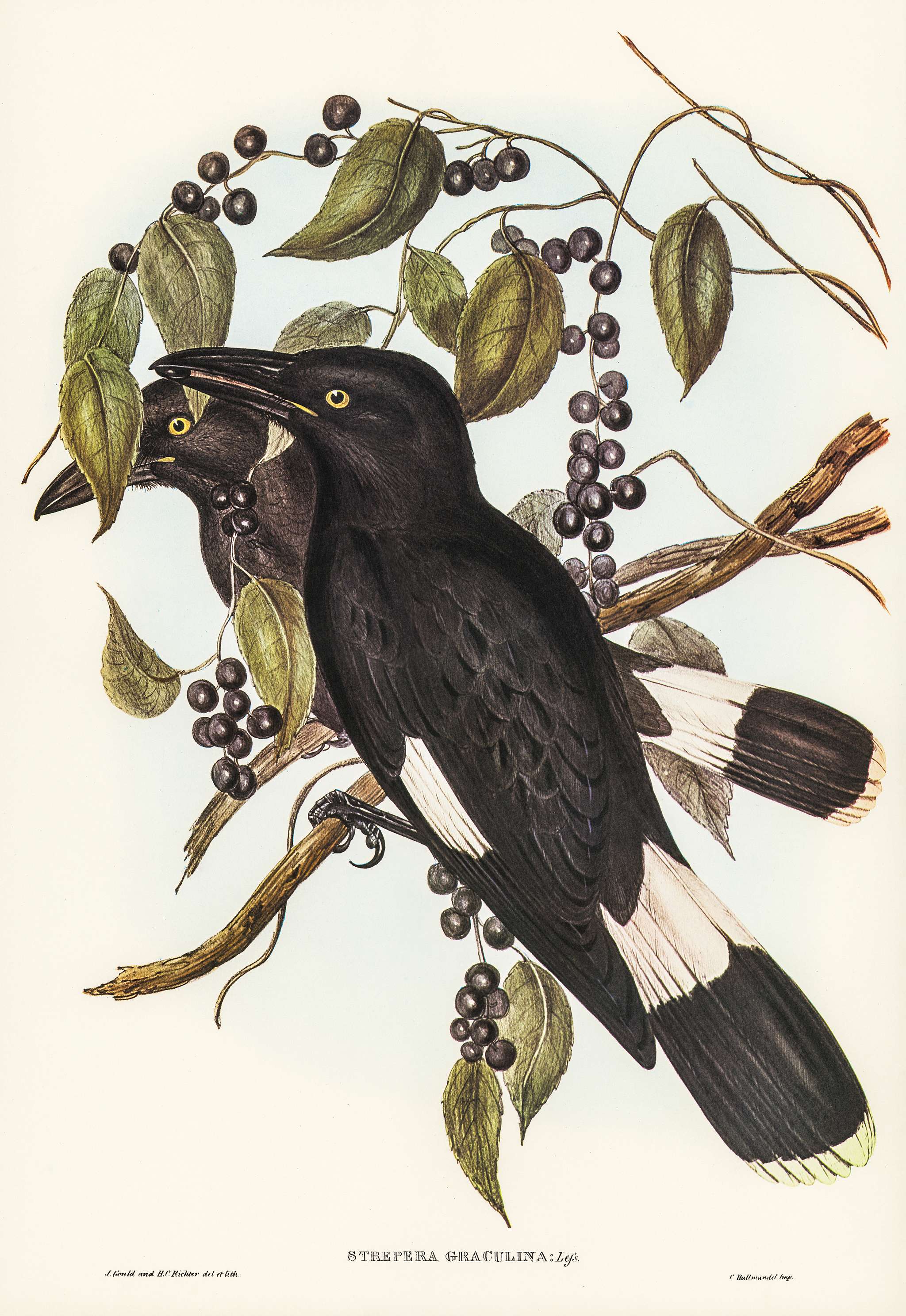 Great Crow-Shrike (Strepera graculina) illustrated by Elizabeth Gould (1804–1841) for John Gould’s (1804-1881)... Great Crow-Shrike (Strepera graculina) illustrated by Elizabeth Gould (1804–1841) for John Gould’s (1804-1881)...