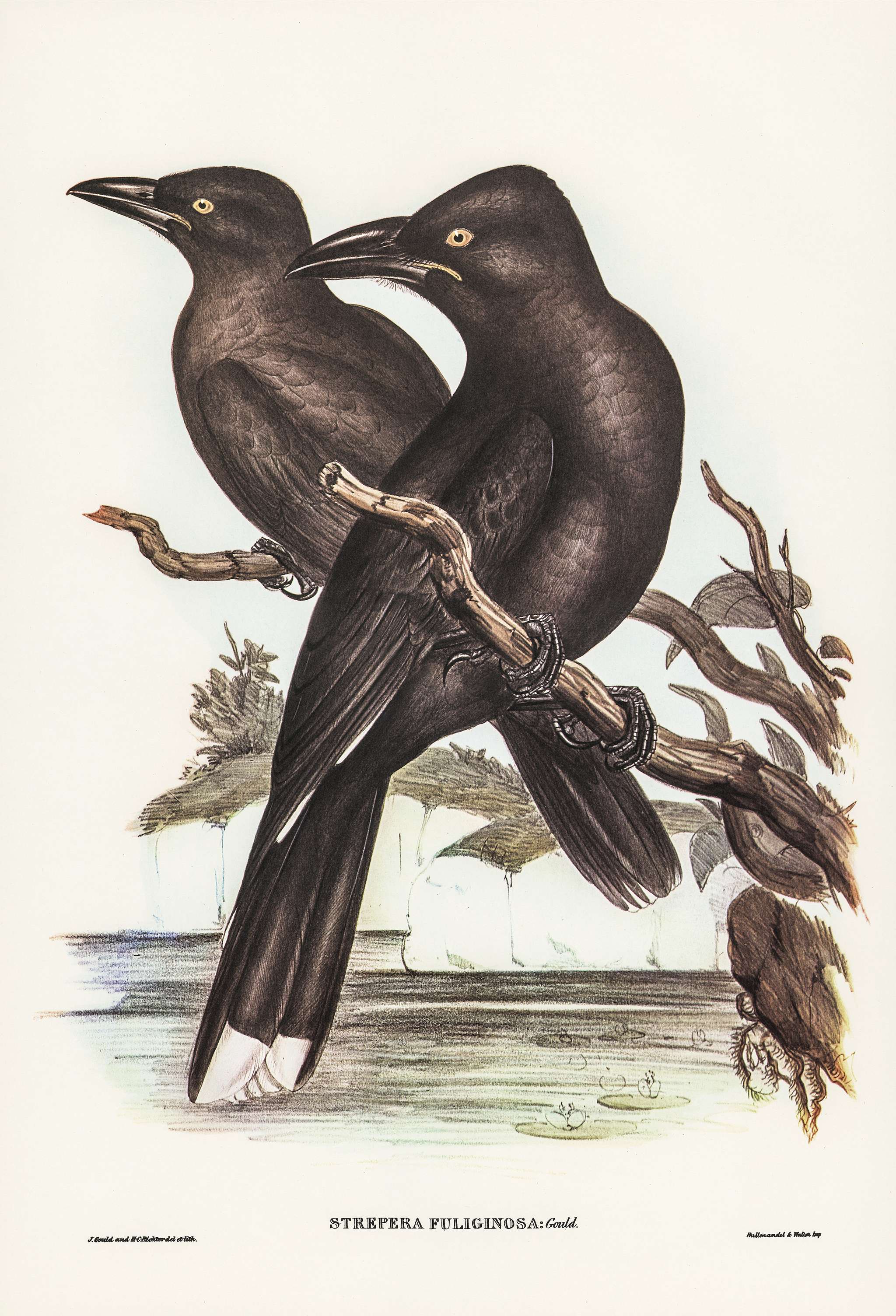 Sooty Crow-Shrike (Strepera fuliginose) illustrated by Elizabeth Gould (1804–1841) for John Gould’s (1804-1881) Birds of Australia (1972 Edition, 8 volumes). Digitally enhanced from our own facsimile book (1972 Edition, 8 volumes). Sooty Crow-Shrike (Strepera fuliginose) illustrated by Elizabeth Gould (1804–1841) for John Gould’s (1804-1881) Birds of Australia (1972 Edition, 8 volumes). Digitally enhanced from our own facsimile book (1972 Edition, 8 volumes).
