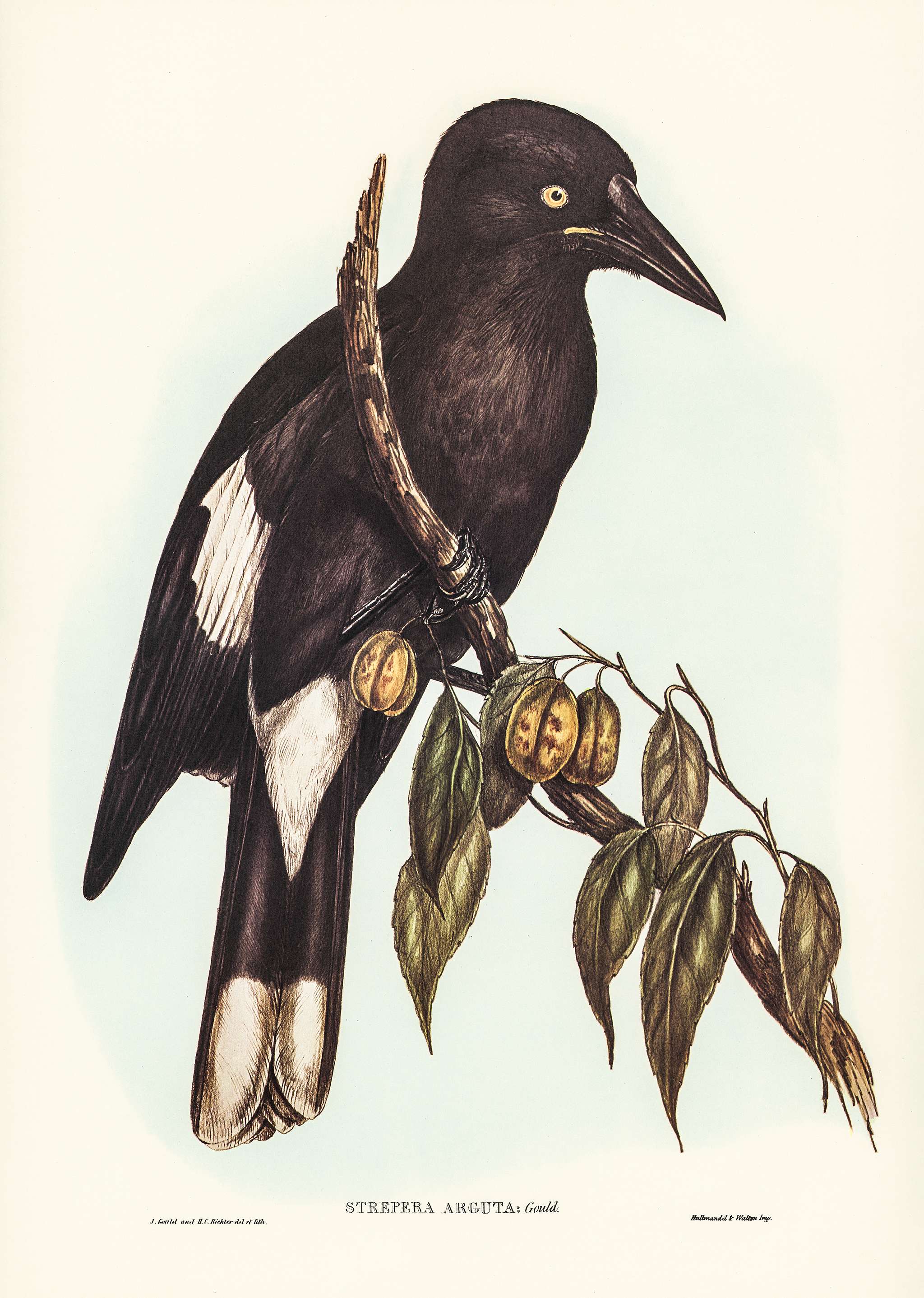Hill Crow-Shrike (Strepera argot) illustrated by Elizabeth Gould (1804–1841) for John Gould’s (1804-1881) Birds... Hill Crow-Shrike (Strepera argot) illustrated by Elizabeth Gould (1804–1841) for John Gould’s (1804-1881) Birds...