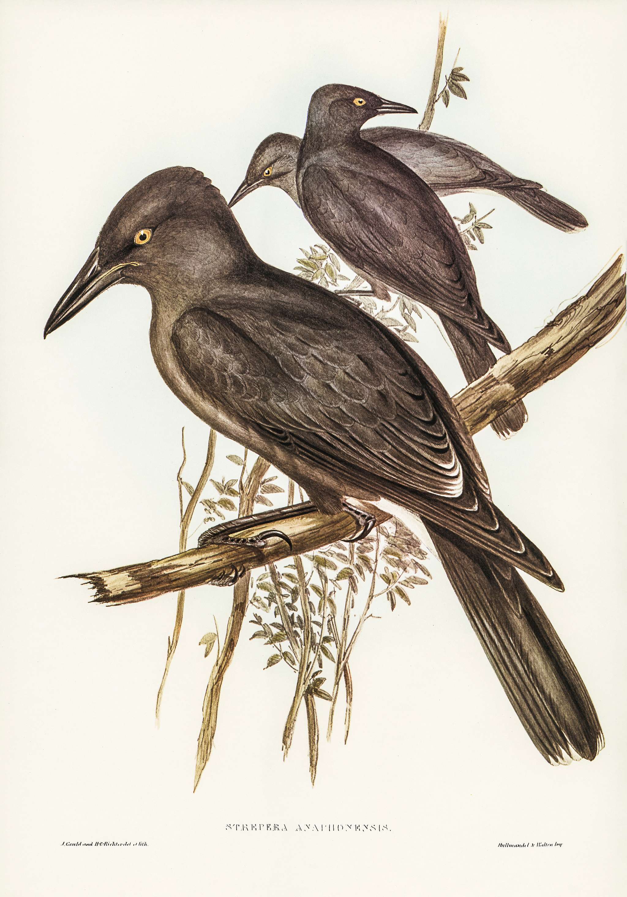 Grey Crow-Shrike (Strepera Anaphonensis) illustrated by Elizabeth Gould (1804–1841) for John Gould’s (1804-1881... Grey Crow-Shrike (Strepera Anaphonensis) illustrated by Elizabeth Gould (1804–1841) for John Gould’s (1804-1881...