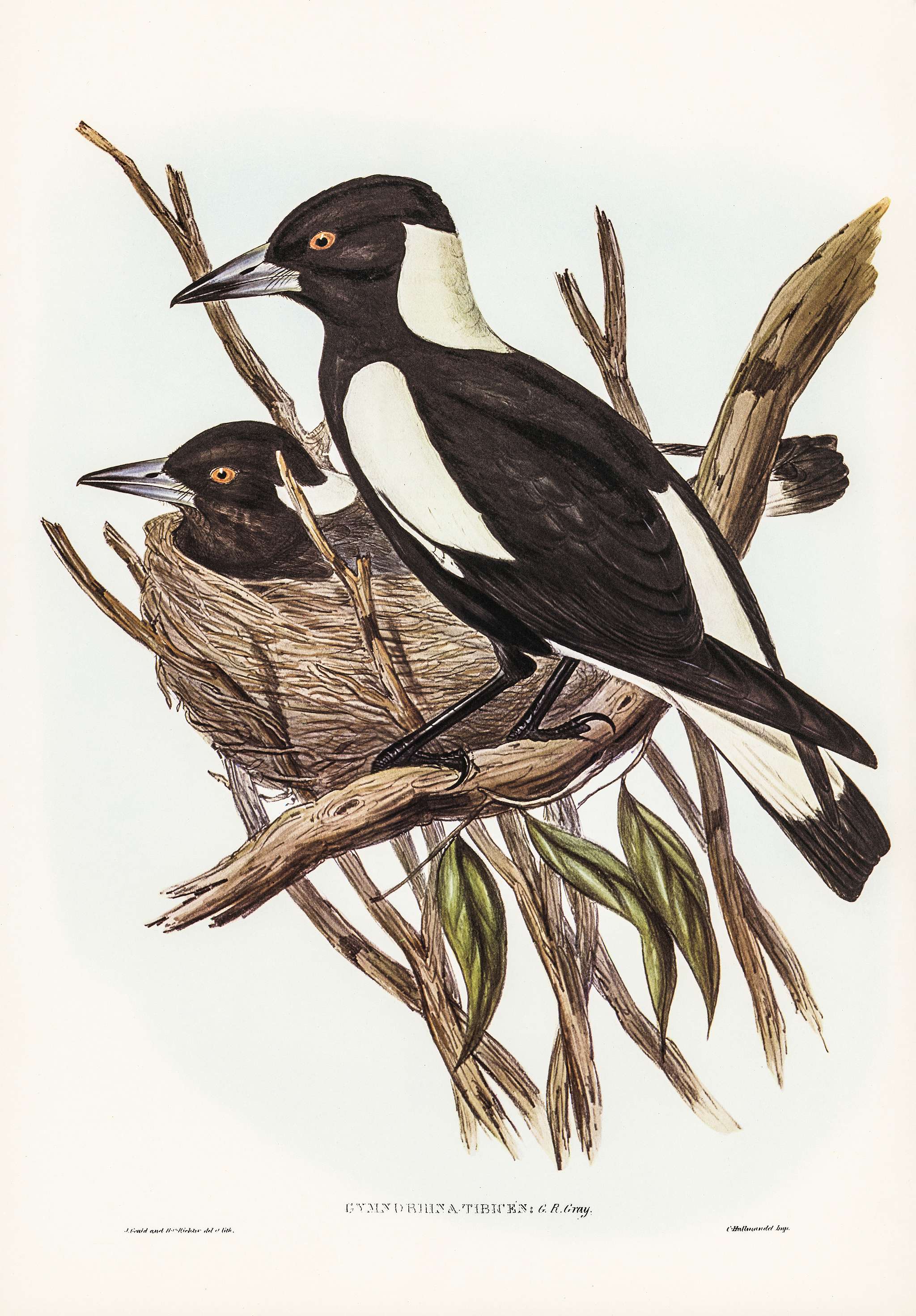 Piping Crow-Shrike (Gymnorhina Tibicen) illustrated by Elizabeth Gould (1804–1841) for John Gould’s (1804-1881)... Piping Crow-Shrike (Gymnorhina Tibicen) illustrated by Elizabeth Gould (1804–1841) for John Gould’s (1804-1881)...