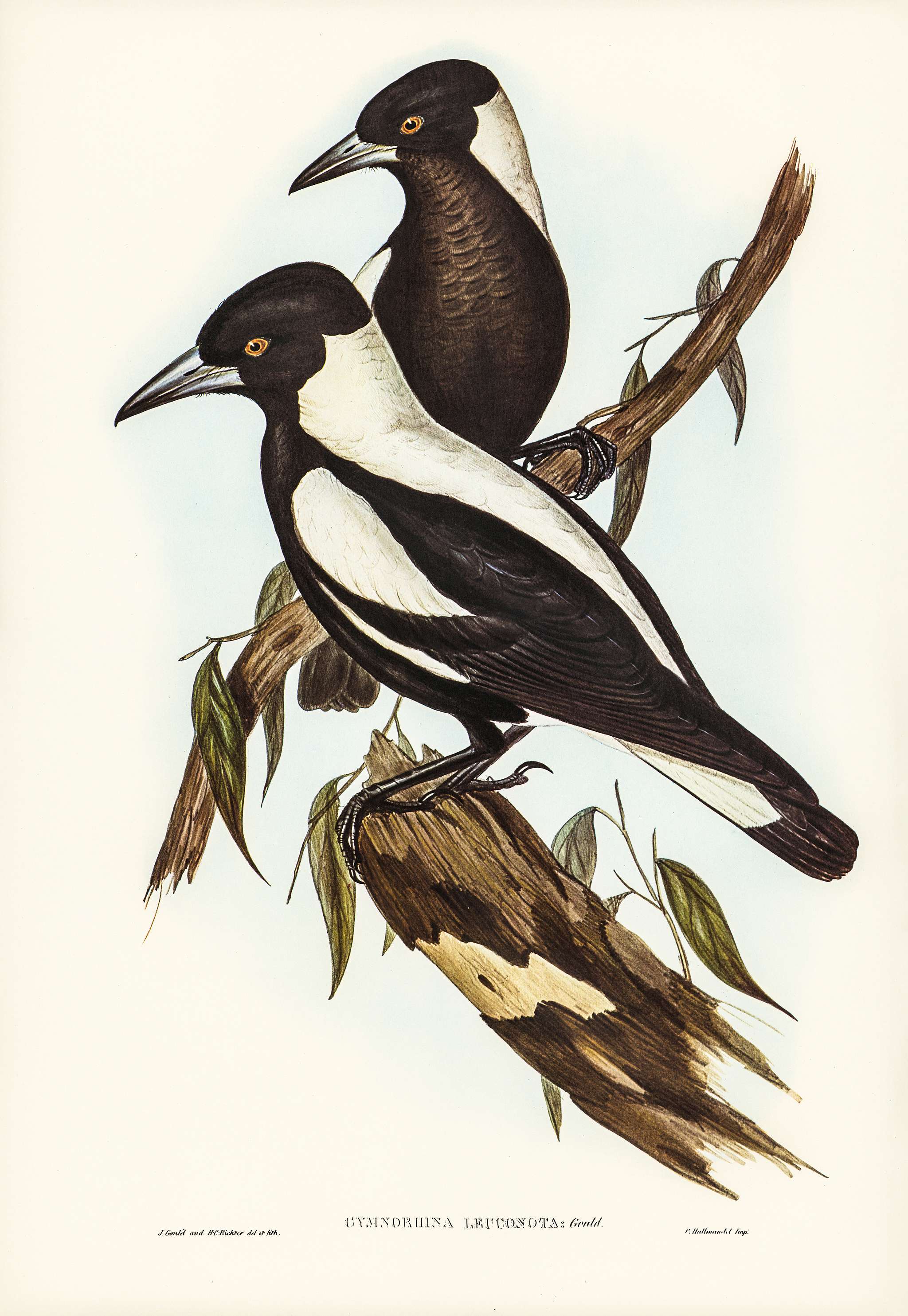 White-backed Crow-Shrike (Gymnorhina leuconota) illustrated by Elizabeth Gould (1804–1841) for John Gould’s (... White-backed Crow-Shrike (Gymnorhina leuconota) illustrated by Elizabeth Gould (1804–1841) for John Gould’s (...