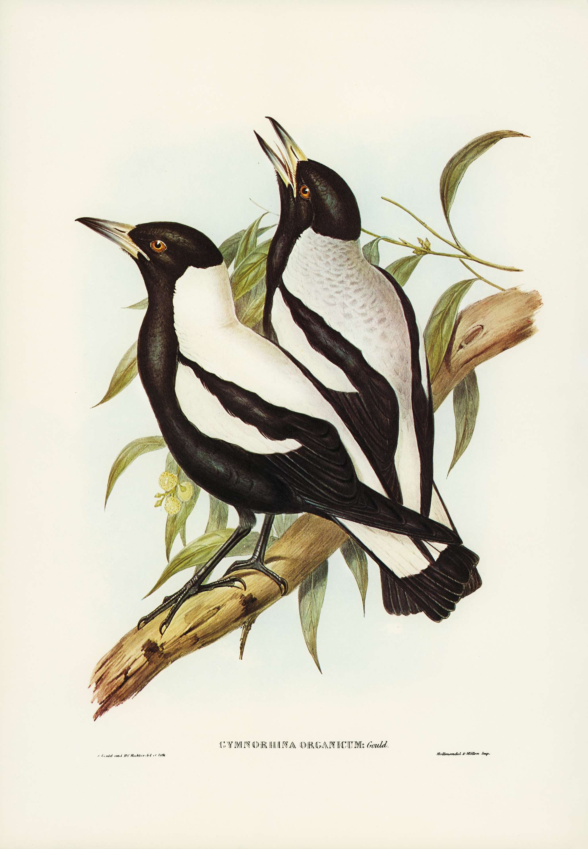 Tasmanian Crow-Shrike (Gymnorhina organicum) illustrated by Elizabeth Gould (1804–1841) for John Gould’s (1804-... Tasmanian Crow-Shrike (Gymnorhina organicum) illustrated by Elizabeth Gould (1804–1841) for John Gould’s (1804-...