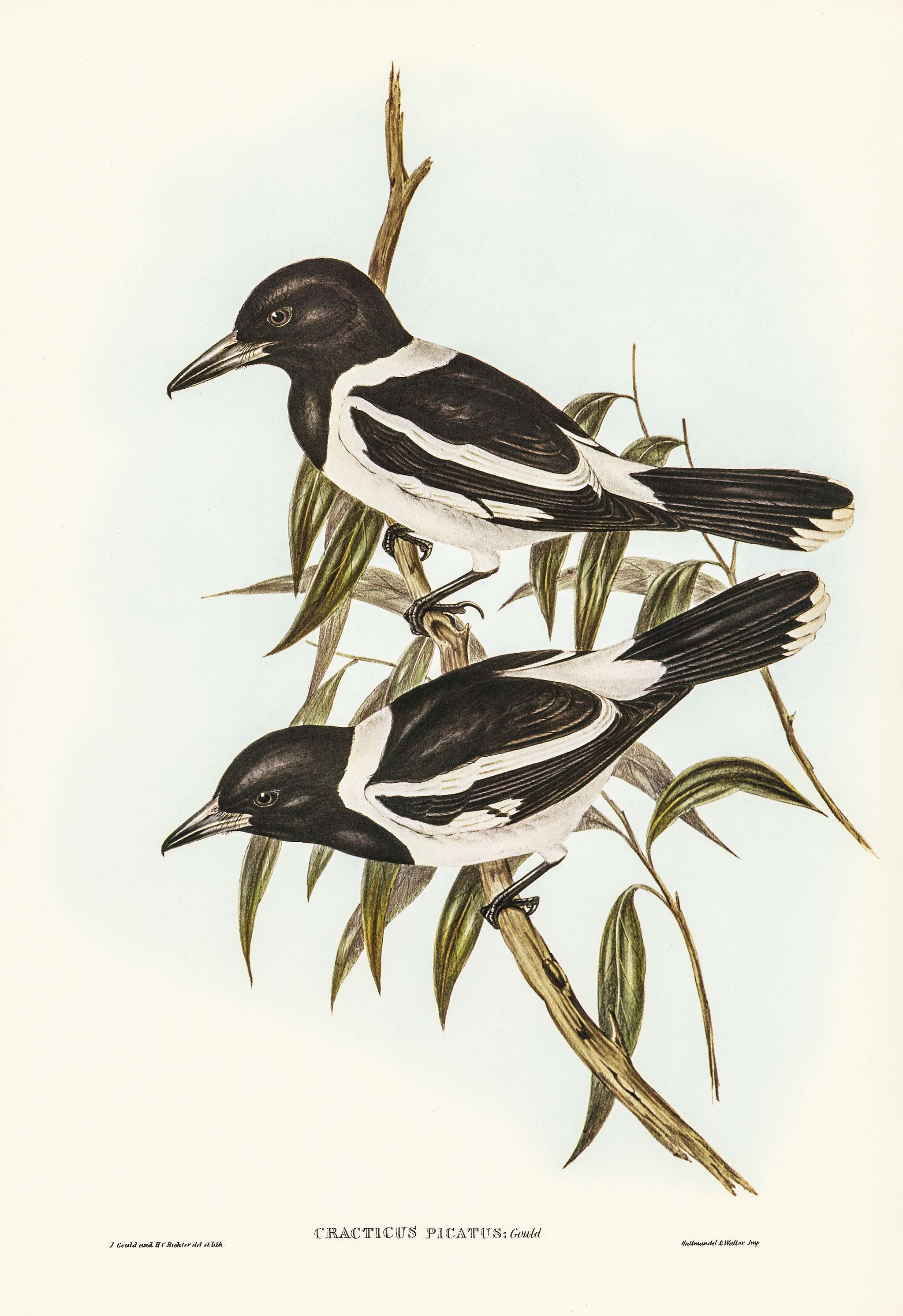 Pied Crow-Shrike (Cracticus picatus) illustrated by Elizabeth Gould (1804–1841) for John Gould’s (1804-1881)... Pied Crow-Shrike (Cracticus picatus) illustrated by Elizabeth Gould (1804–1841) for John Gould’s (1804-1881)...