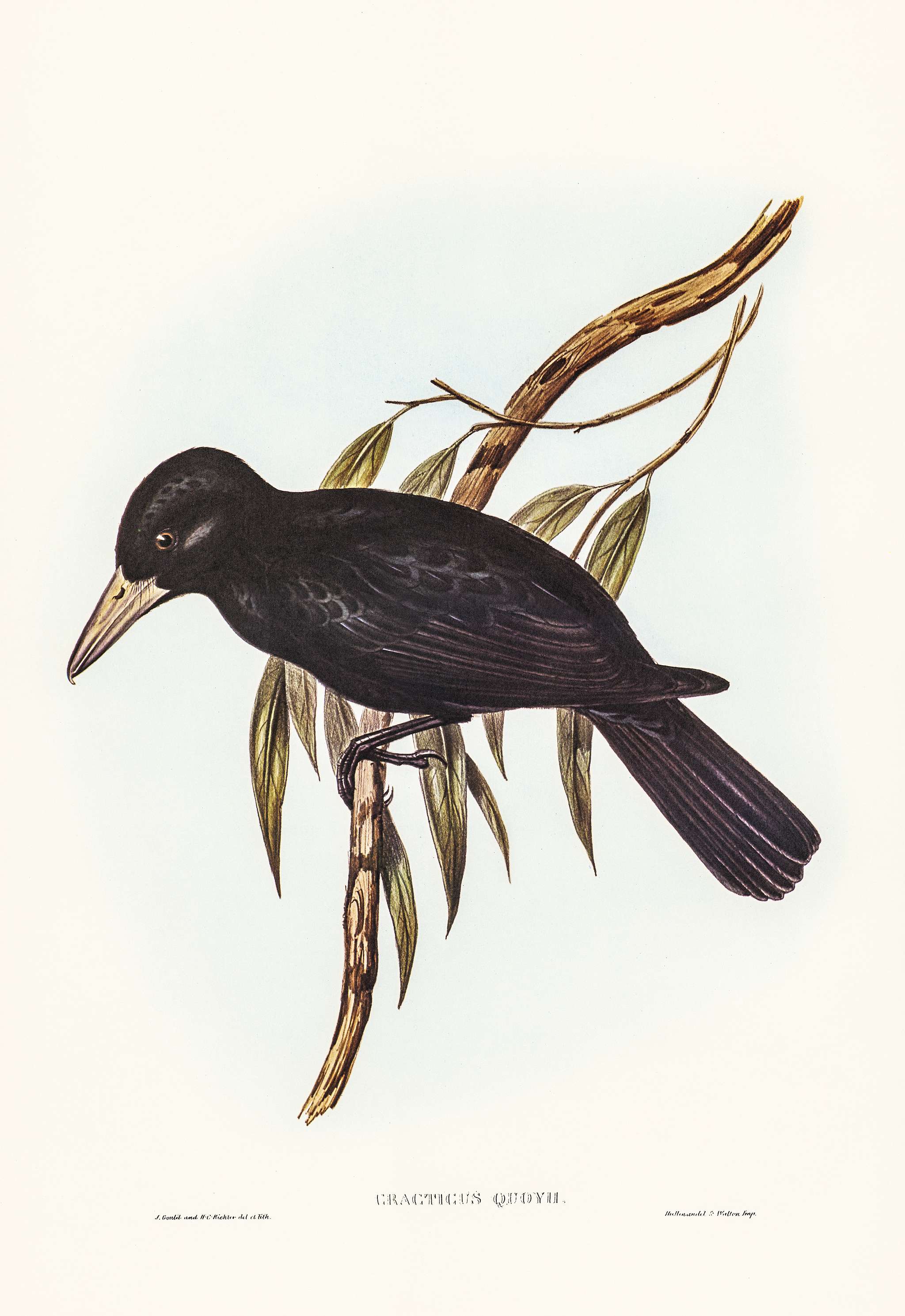 Quoy’s Crow-Shrike (Cracticus Quoyii) illustrated by Elizabeth Gould (1804–1841) for John Gould’s (1804-... Quoy’s Crow-Shrike (Cracticus Quoyii) illustrated by Elizabeth Gould (1804–1841) for John Gould’s (1804-...