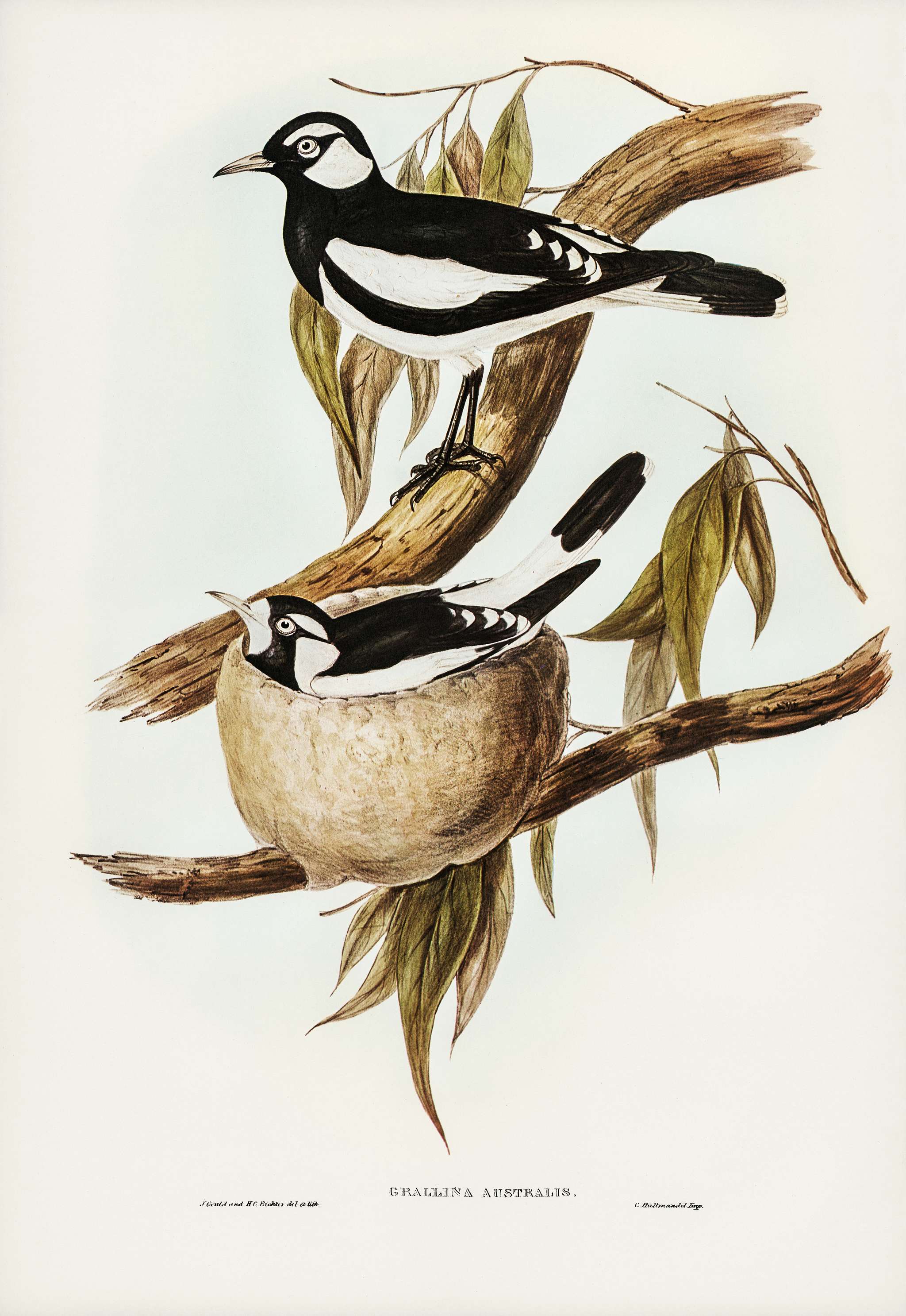 Pied Grallina (Crallina Australis) illustrated by Elizabeth Gould (1804–1841) for John Gould’s (1804-1881) Birds... Pied Grallina (Crallina Australis) illustrated by Elizabeth Gould (1804–1841) for John Gould’s (1804-1881) Birds...