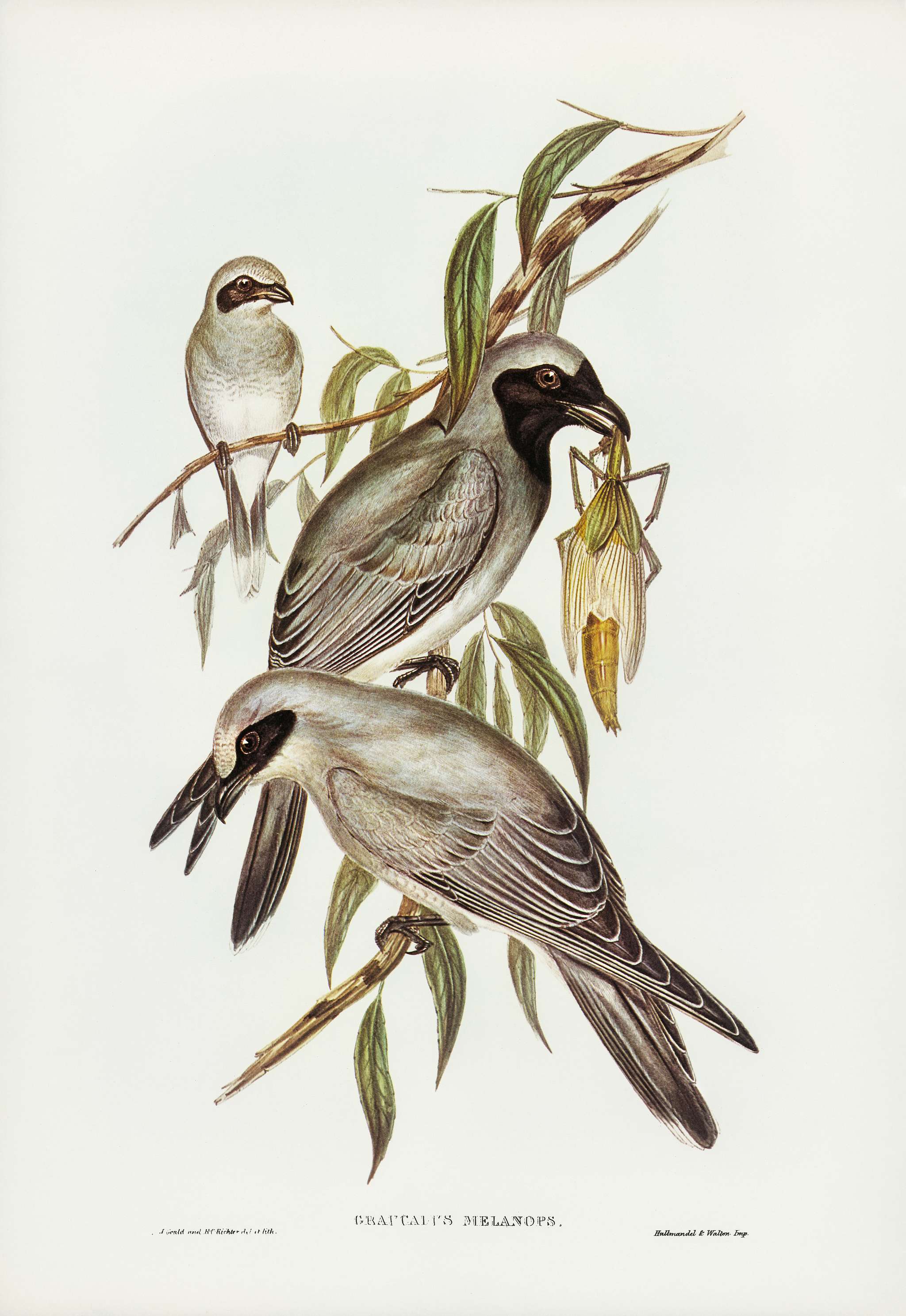 Black-faced cuckooshrike (Graucalus melanops) illustrated by Elizabeth Gould (1804–1841) for John Gould’s (1804-... Black-faced cuckooshrike (Graucalus melanops) illustrated by Elizabeth Gould (1804–1841) for John Gould’s (1804-...