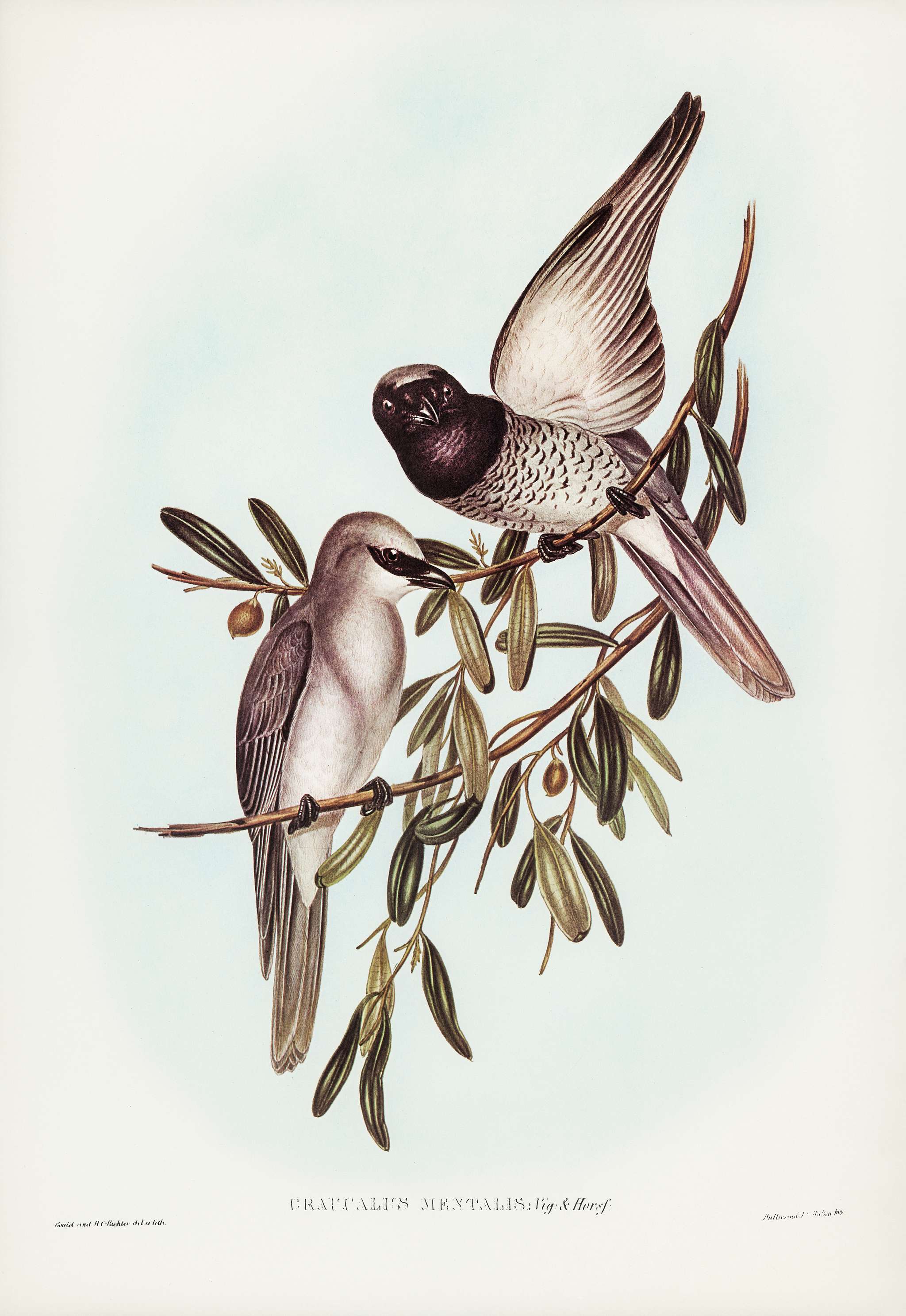 Varied Graucalus (Graucalus mentalis) illustrated by Elizabeth Gould (1804–1841) for John Gould’s (1804-1881)... Varied Graucalus (Graucalus mentalis) illustrated by Elizabeth Gould (1804–1841) for John Gould’s (1804-1881)...