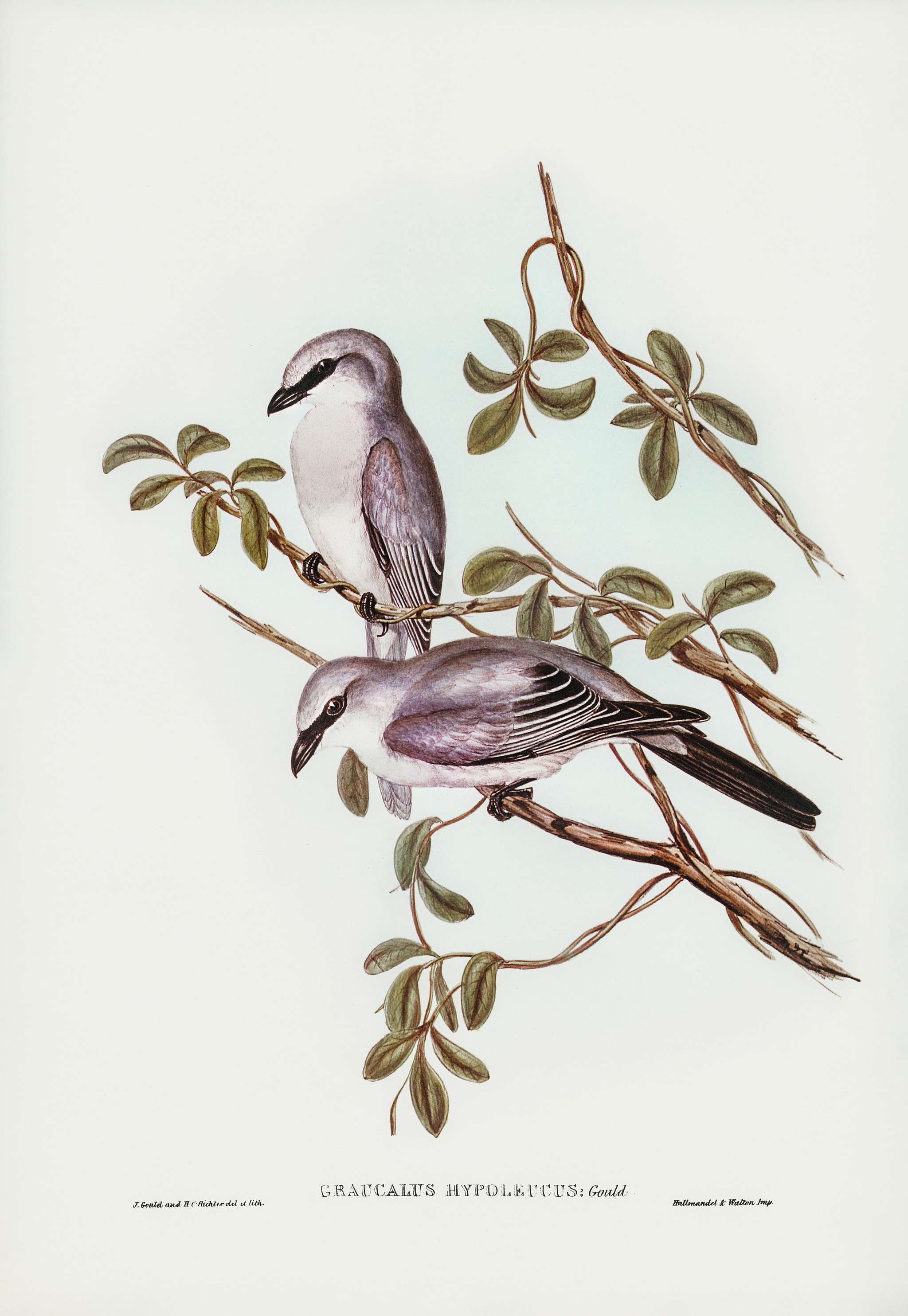 White-bellied Graucalus (Graucalus hypoleucus) illustrated by Elizabeth Gould (1804–1841) for John Gould’s (1804... White-bellied Graucalus (Graucalus hypoleucus) illustrated by Elizabeth Gould (1804–1841) for John Gould’s (1804...