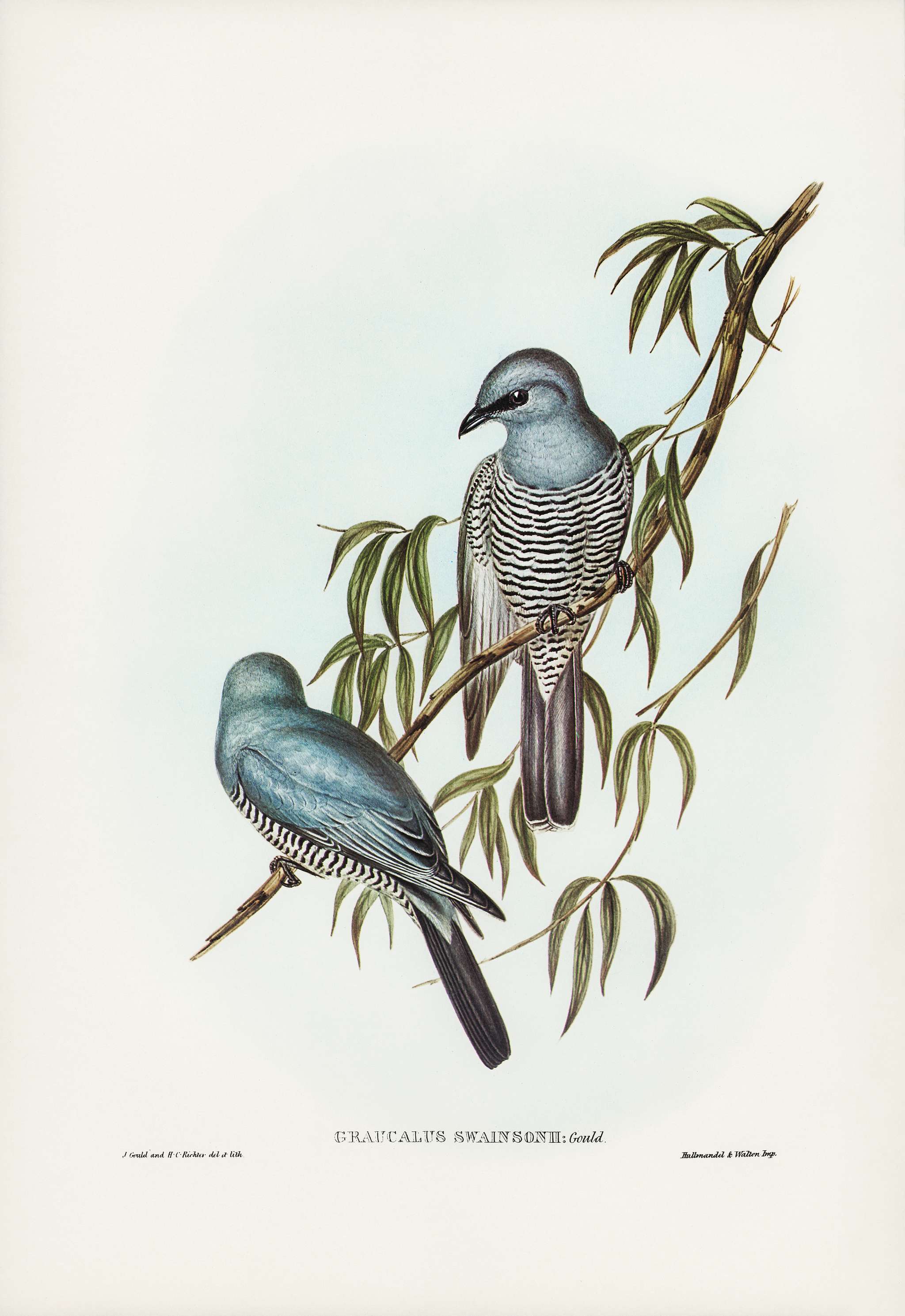 Swainson’s Graucalus (Graucalus Swainsonii) illustrated by Elizabeth Gould (1804–1841) for John Gould’s (... Swainson’s Graucalus (Graucalus Swainsonii) illustrated by Elizabeth Gould (1804–1841) for John Gould’s (...