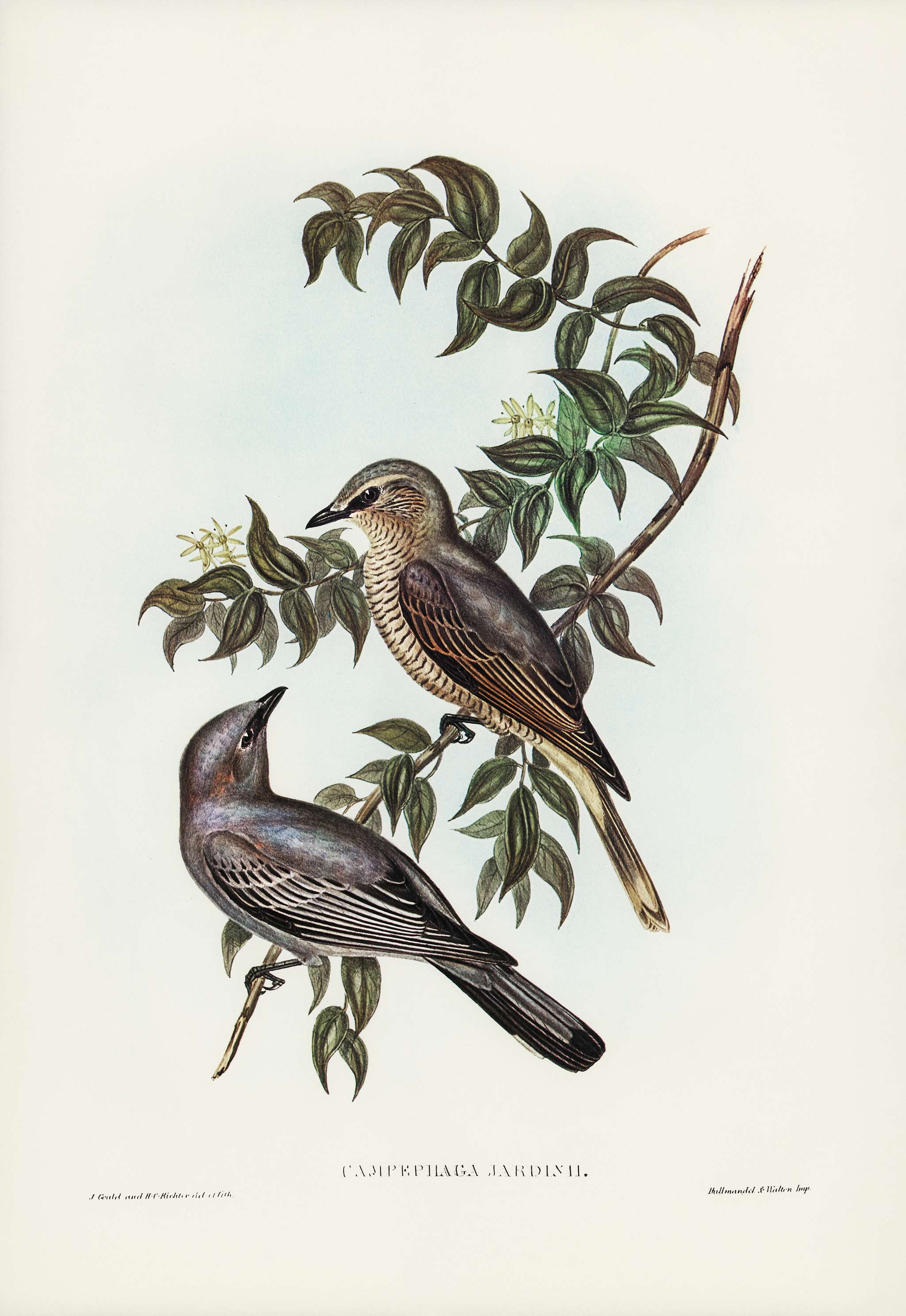 Jardine’s cuckooshrike (Campephaga Jardinii) illustrated by Elizabeth Gould (1804–1841) for John Gould’s (... Jardine’s cuckooshrike (Campephaga Jardinii) illustrated by Elizabeth Gould (1804–1841) for John Gould’s (...