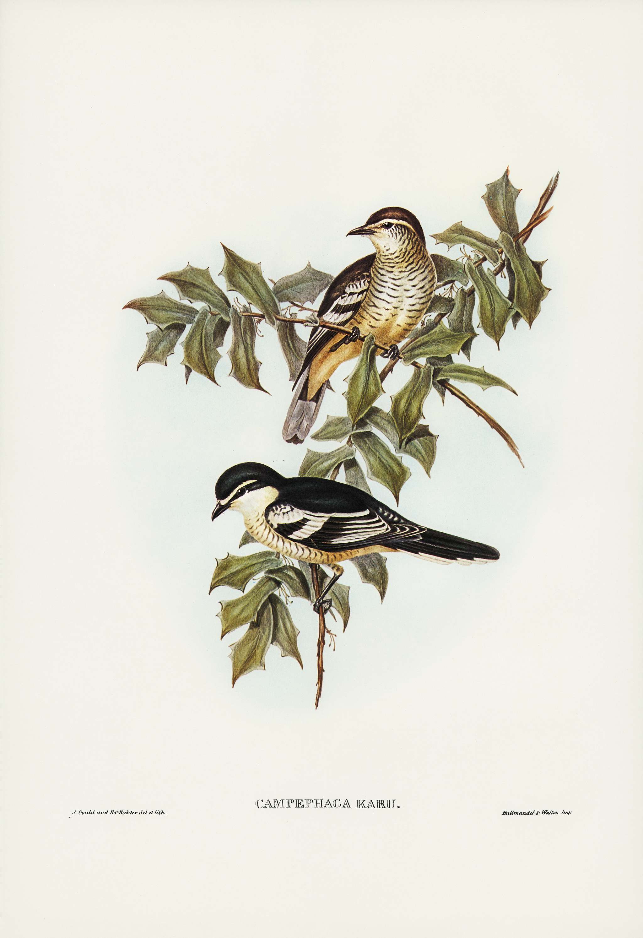 Northern cuckooshrike (Campephaga Karu) illustrated by Elizabeth Gould (1804–1841) for John Gould’s (1804-1881)... Northern cuckooshrike (Campephaga Karu) illustrated by Elizabeth Gould (1804–1841) for John Gould’s (1804-1881)...