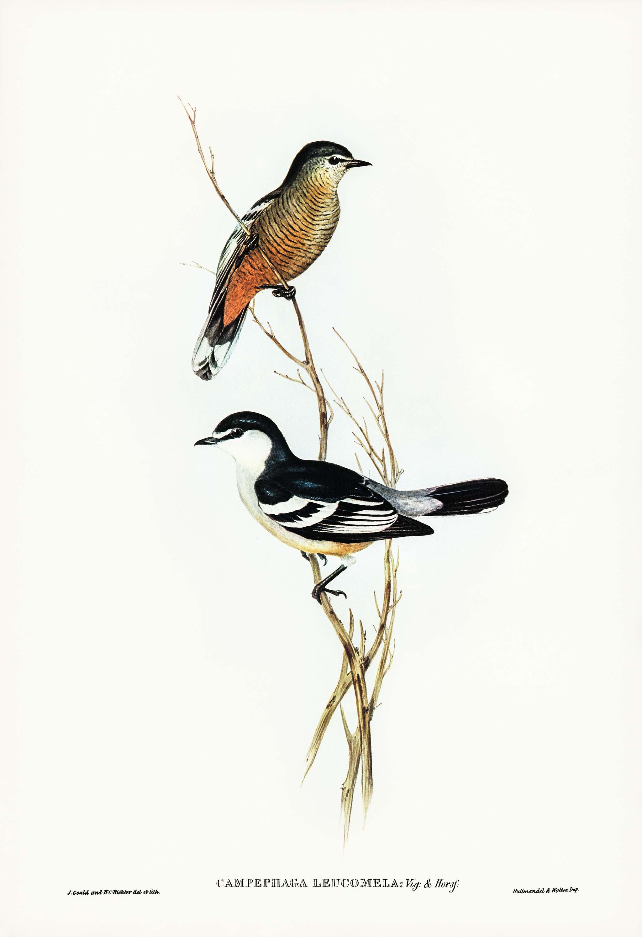 Black and White cuckooshrike (Campephaga leucomela) illustrated by Elizabeth Gould (1804–1841) for John Gould’s... Black and White cuckooshrike (Campephaga leucomela) illustrated by Elizabeth Gould (1804–1841) for John Gould’s...