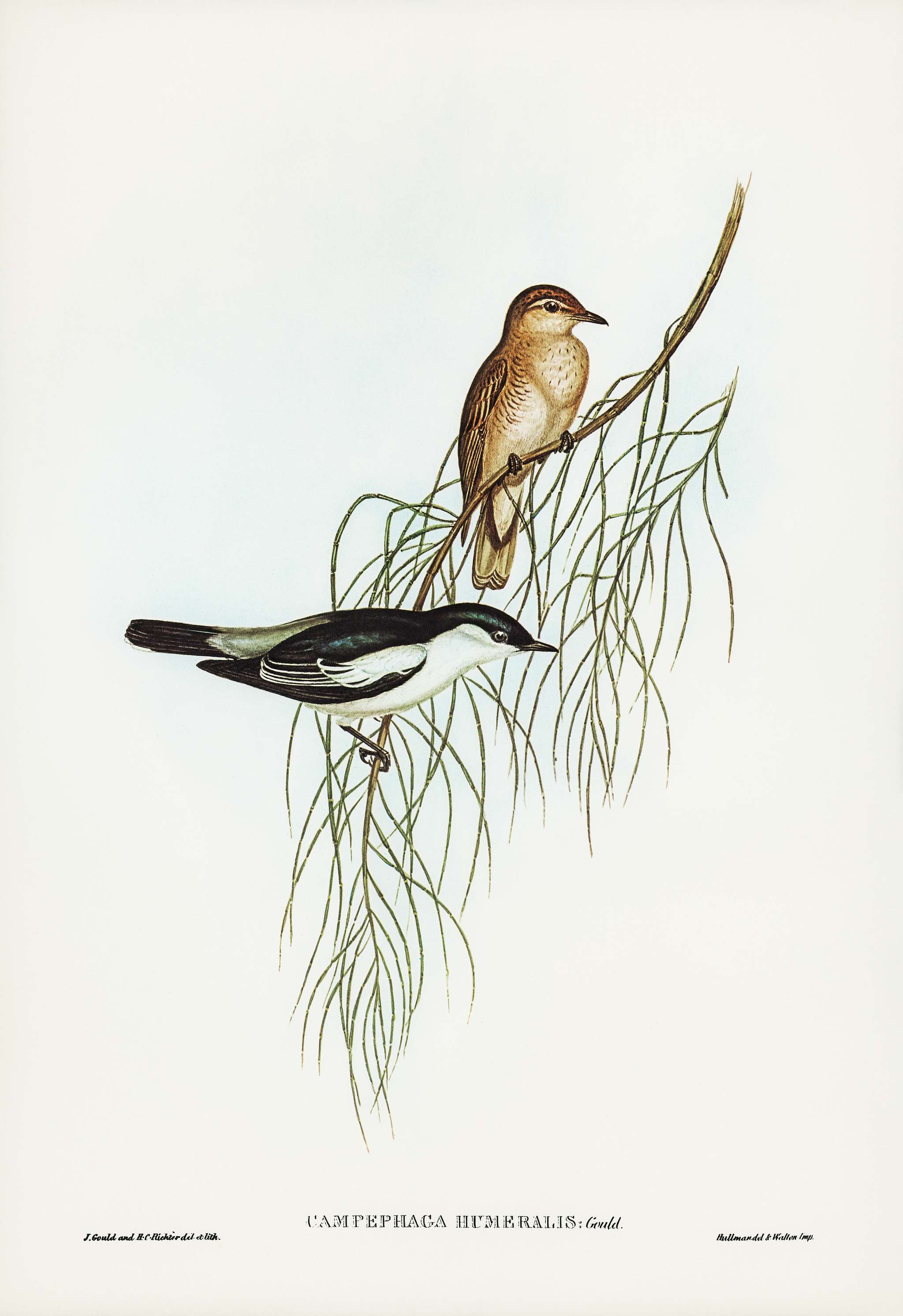White-shouldered cuckooshrike (Campephaga humeralis) illustrated by Elizabeth Gould (1804–1841) for John Gould’s... White-shouldered cuckooshrike (Campephaga humeralis) illustrated by Elizabeth Gould (1804–1841) for John Gould’s...