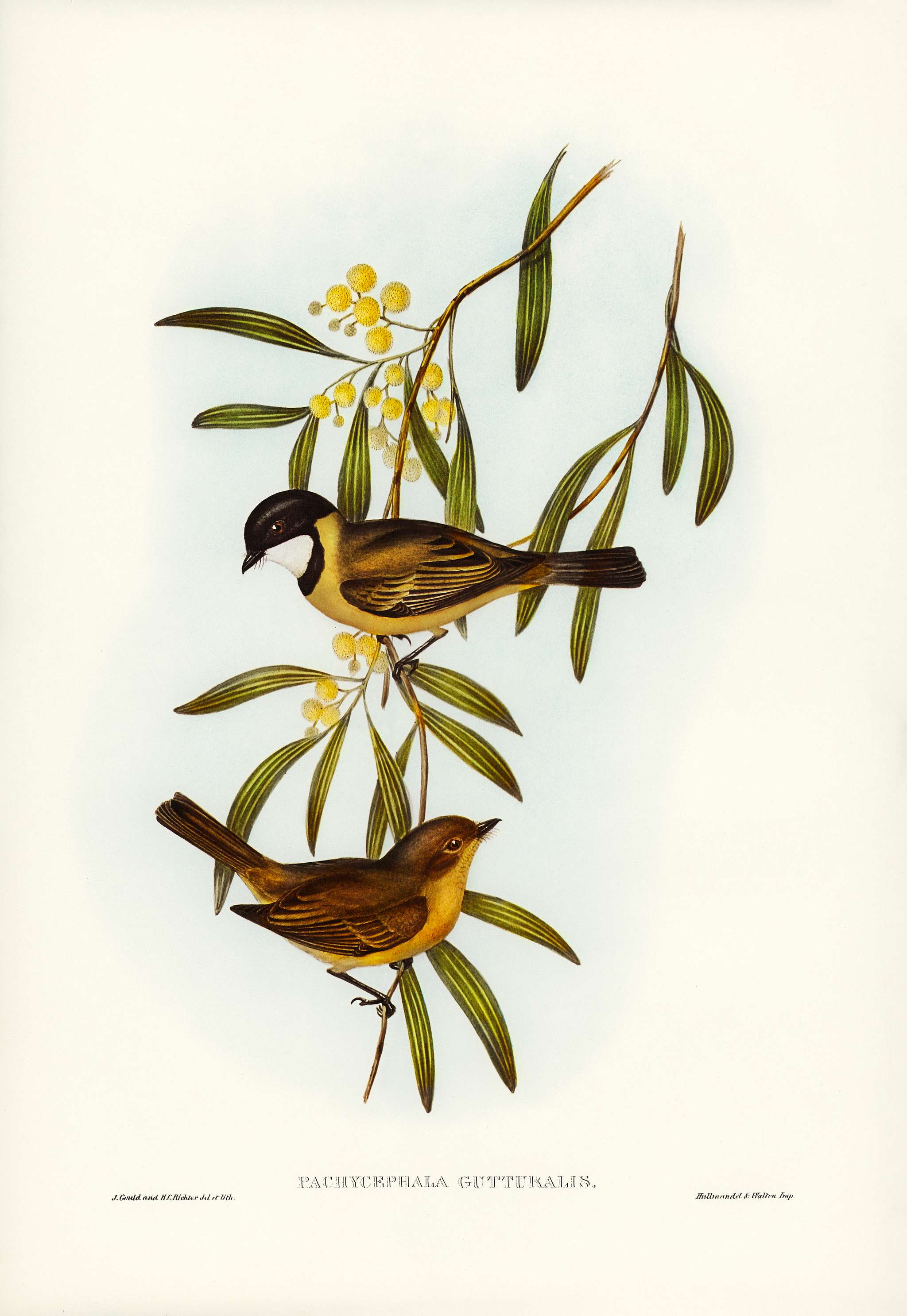 Guttural Pachycephala (Pachycephala gutturalis) illustrated by Elizabeth Gould (1804–1841) for John Gould’s (... Guttural Pachycephala (Pachycephala gutturalis) illustrated by Elizabeth Gould (1804–1841) for John Gould’s (...