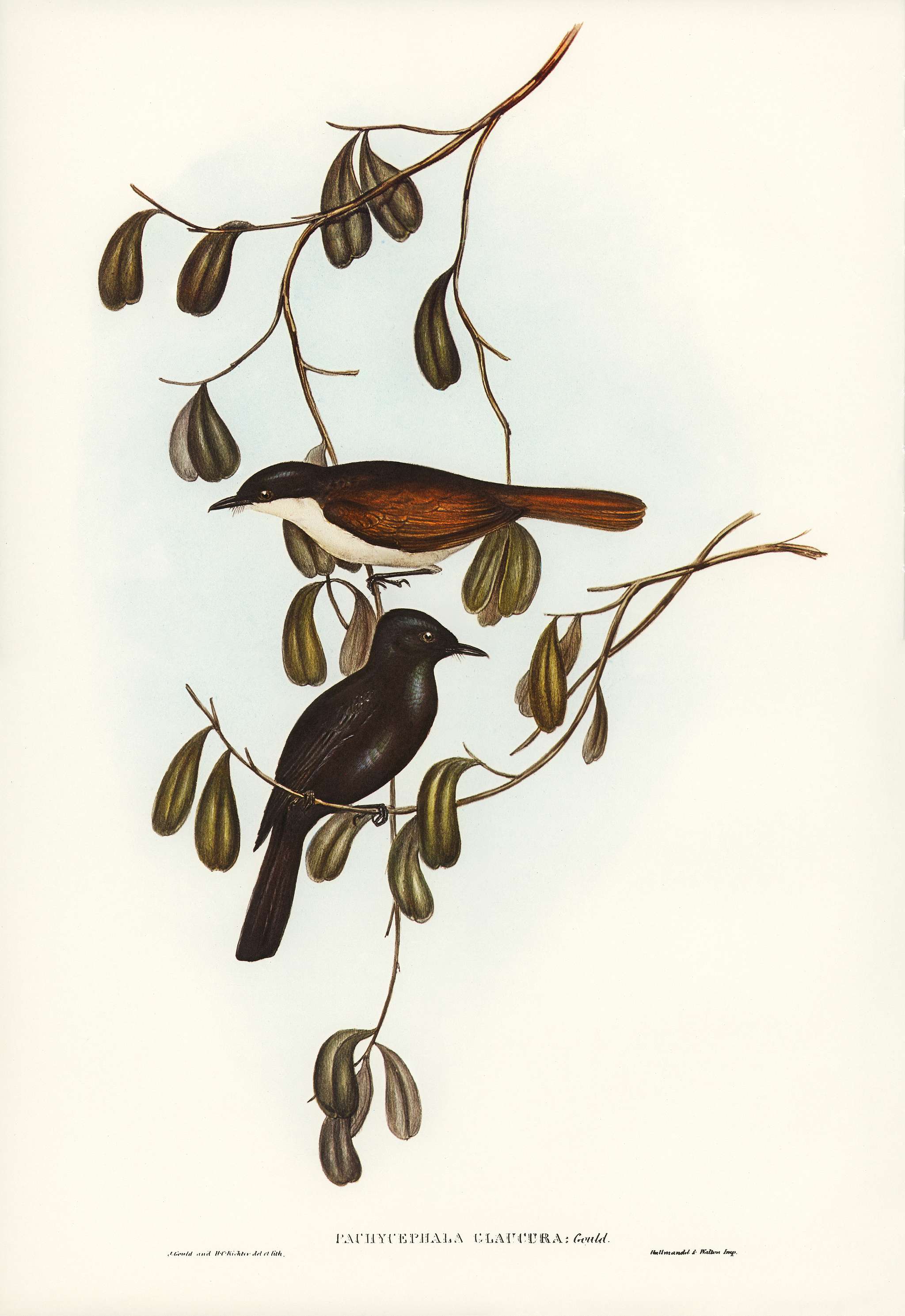 Grey-tailed Pachycephala (Pachycephala glaucura) illustrated by Elizabeth Gould (1804–1841) for John Gould’s (... Grey-tailed Pachycephala (Pachycephala glaucura) illustrated by Elizabeth Gould (1804–1841) for John Gould’s (...