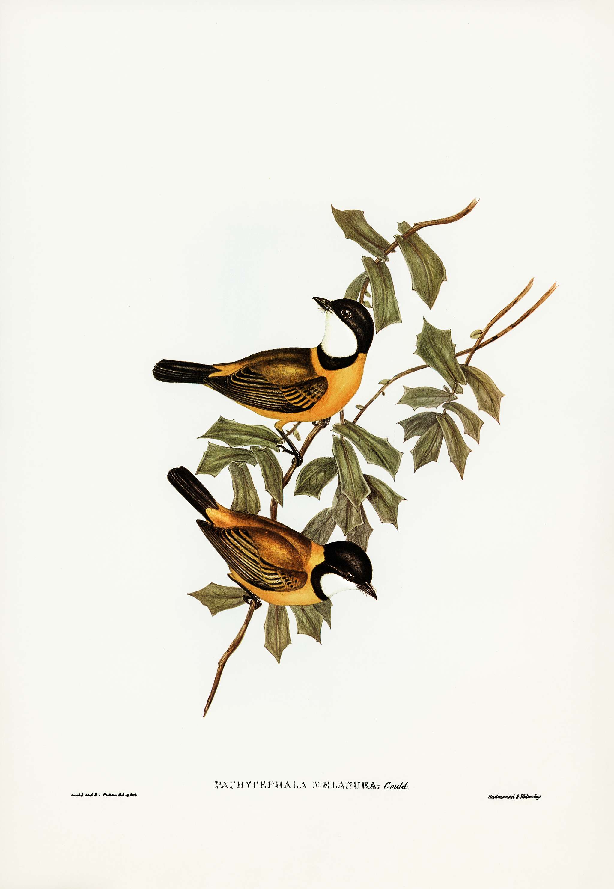 Black-tailed Pachycephala (Pachycephala melanura) illustrated by Elizabeth Gould (1804–1841) for John Gould’s (... Black-tailed Pachycephala (Pachycephala melanura) illustrated by Elizabeth Gould (1804–1841) for John Gould’s (...