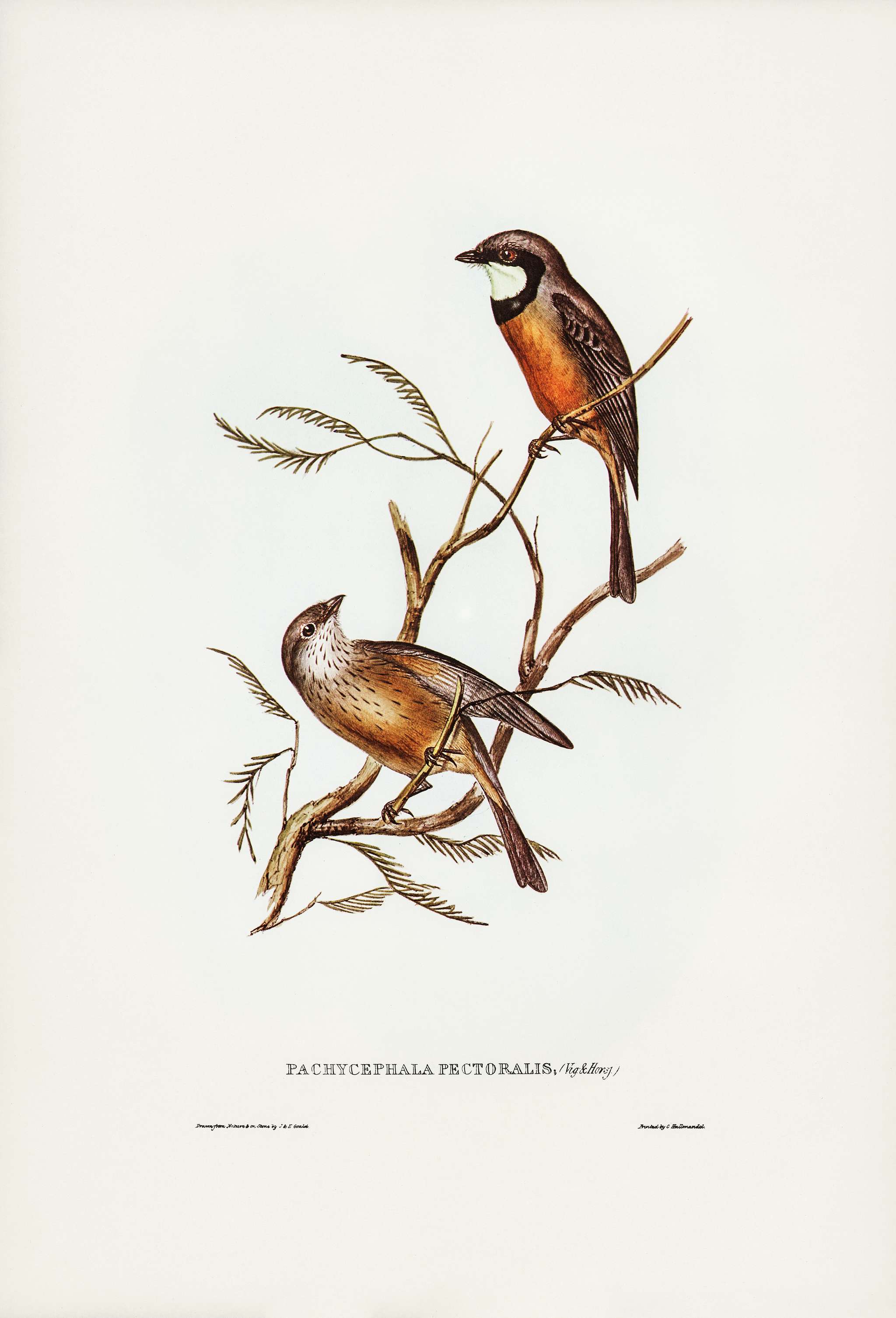 Banded Thickhead (Pachycephala pectoralis) illustrated by Elizabeth Gould (1804–1841) for John Gould’s (1804-... Banded Thickhead (Pachycephala pectoralis) illustrated by Elizabeth Gould (1804–1841) for John Gould’s (1804-...