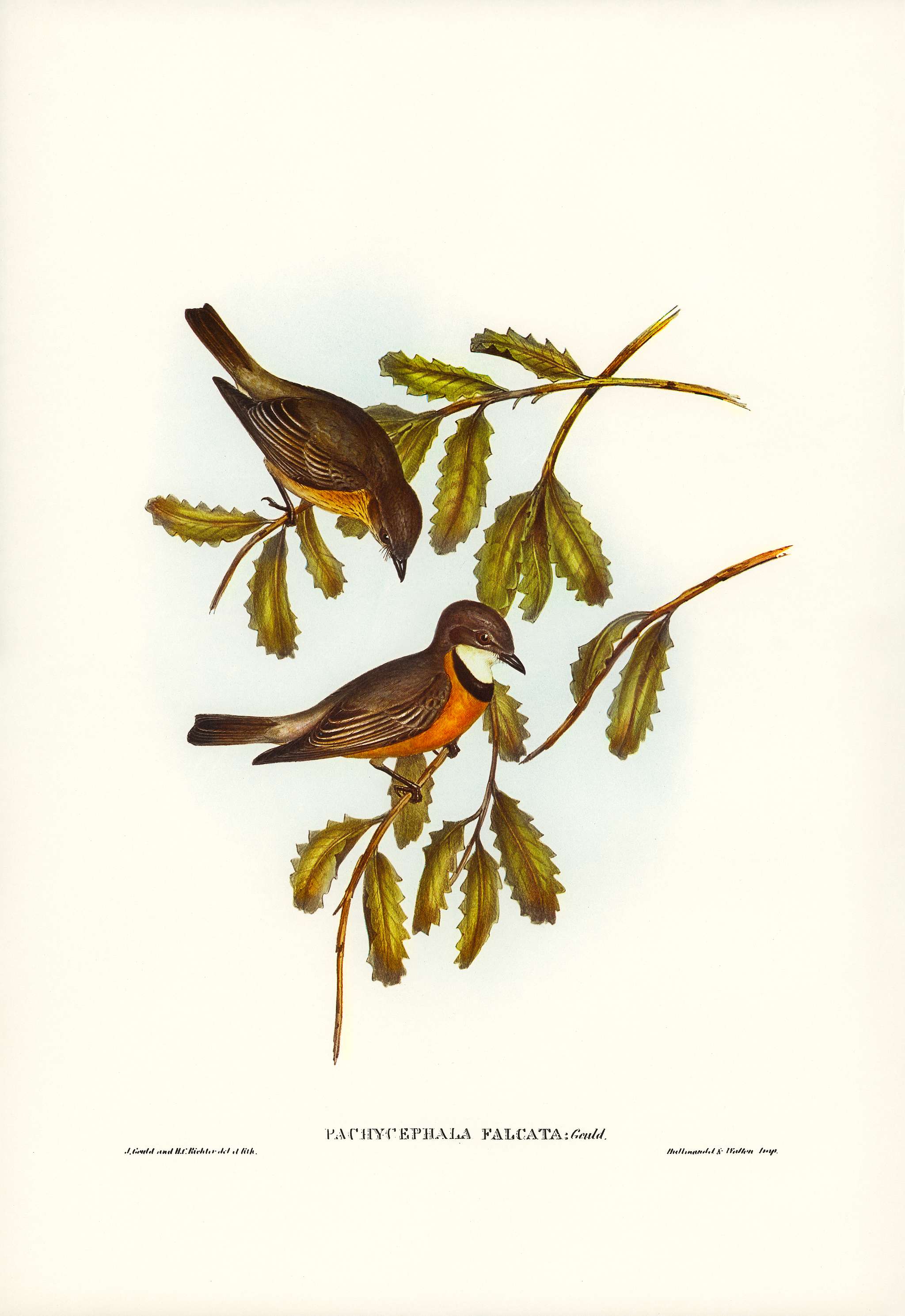 Lunated Pachycephala (Pachycephala falcata) illustrated by Elizabeth Gould (1804–1841) for John Gould’s (1804-... Lunated Pachycephala (Pachycephala falcata) illustrated by Elizabeth Gould (1804–1841) for John Gould’s (1804-...