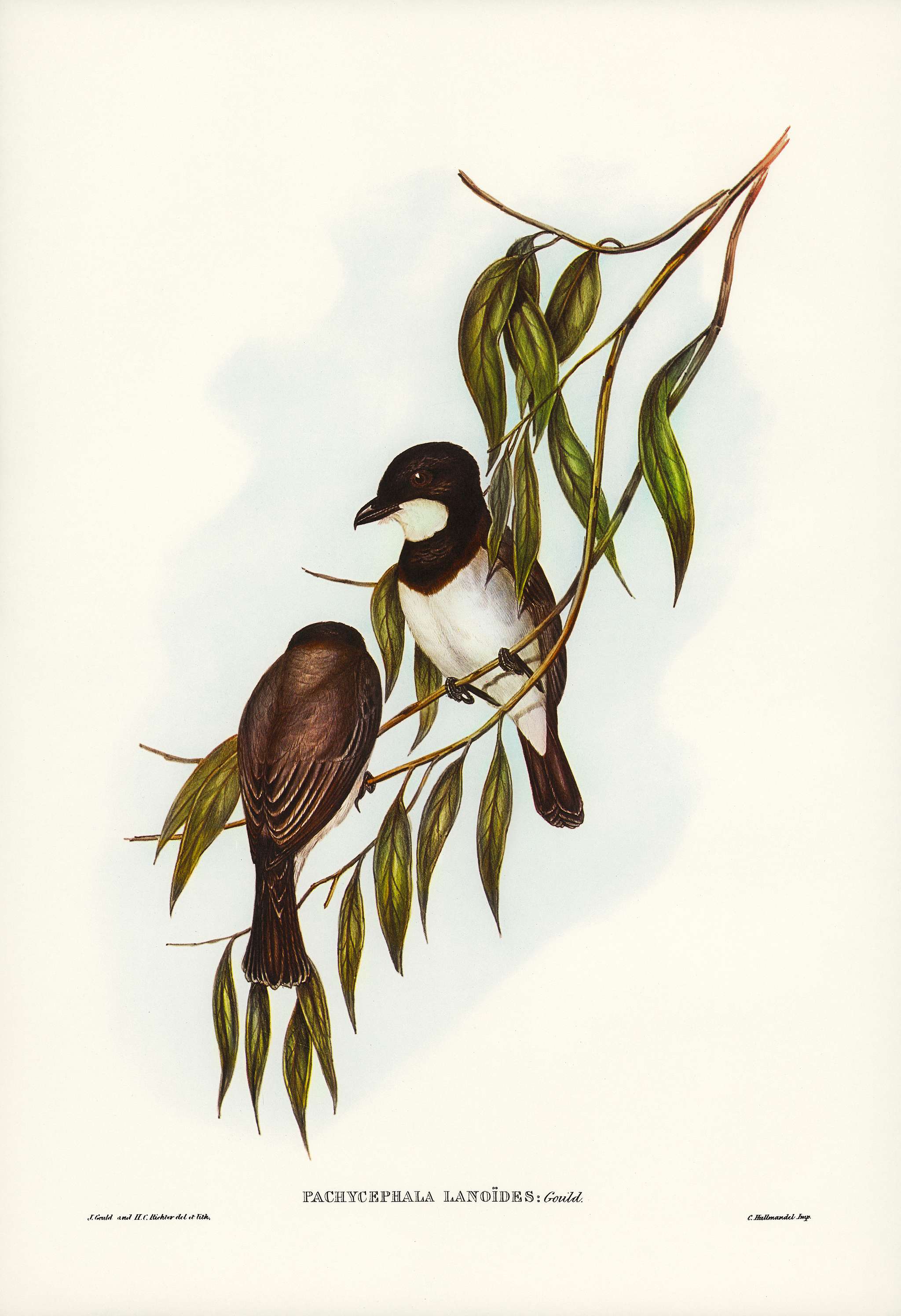 Shrike-like Phachycephala (Pachycephala Lanoides) illustrated by Elizabeth Gould (1804–1841) for John Gould’s (... Shrike-like Phachycephala (Pachycephala Lanoides) illustrated by Elizabeth Gould (1804–1841) for John Gould’s (...