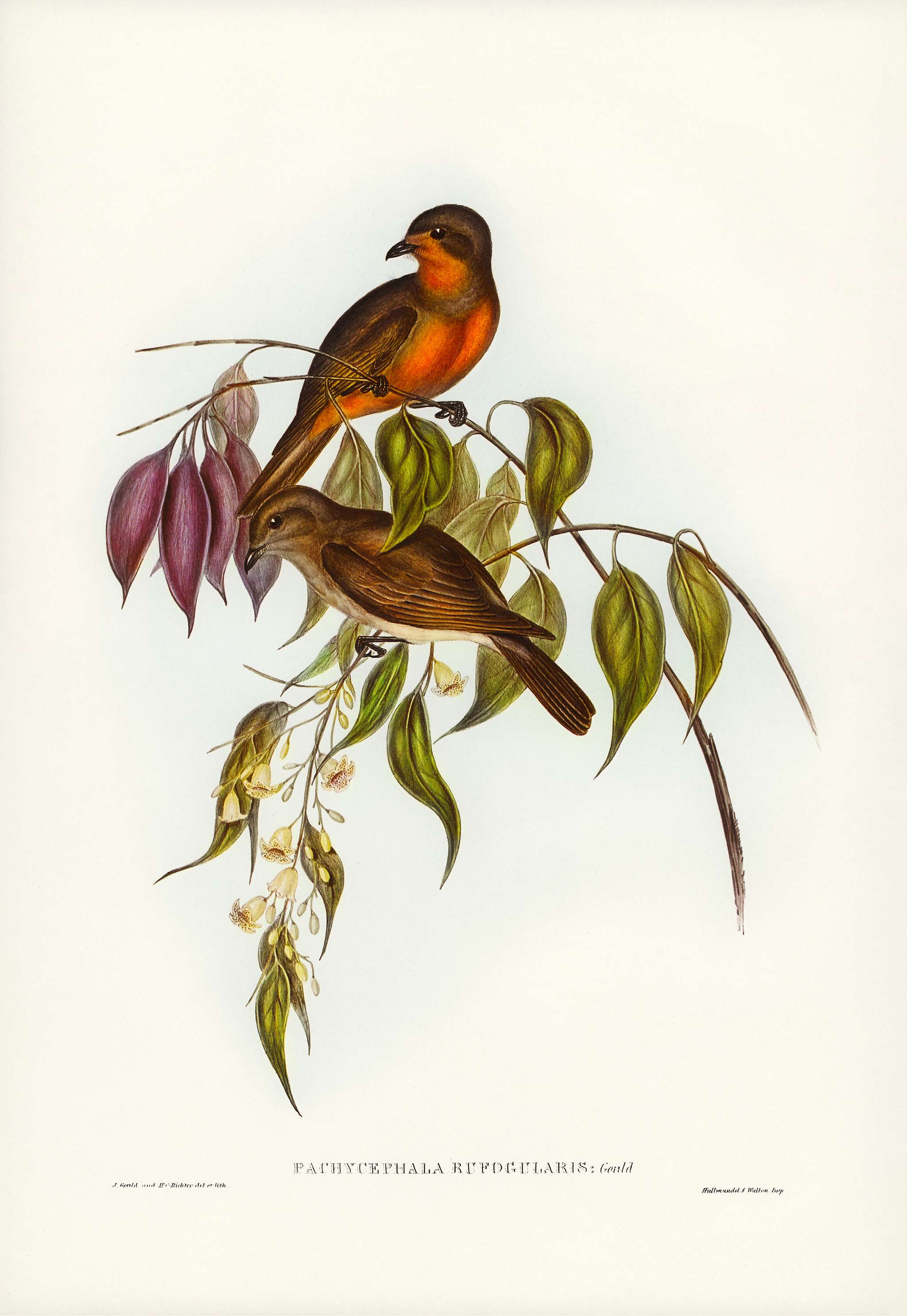 Red-throated Pachycephala (Pachycephala rufogularis) illustrated by Elizabeth Gould (1804–1841) for John Gould’s... Red-throated Pachycephala (Pachycephala rufogularis) illustrated by Elizabeth Gould (1804–1841) for John Gould’s...