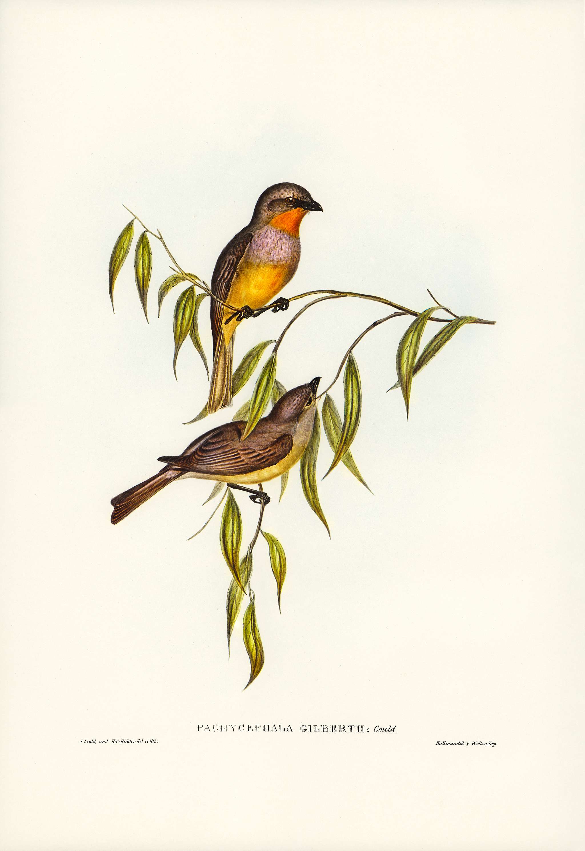 Gilbert’s Pachycephala (Pachycephala Gilbertii) illustrated by Elizabeth Gould (1804–1841) for John Gould’... Gilbert’s Pachycephala (Pachycephala Gilbertii) illustrated by Elizabeth Gould (1804–1841) for John Gould’...