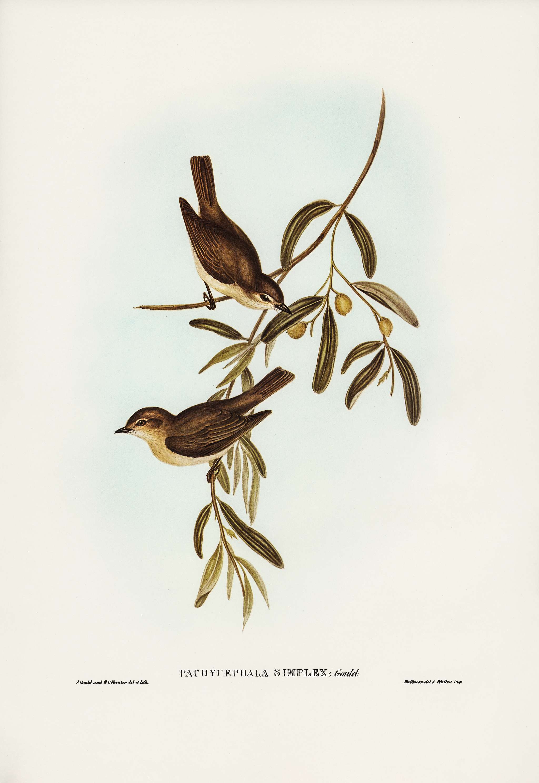 Plain-coloured Pachycephala (Pachycephala simplex) illustrated by Elizabeth Gould (1804–1841) for John Gould’s (... Plain-coloured Pachycephala (Pachycephala simplex) illustrated by Elizabeth Gould (1804–1841) for John Gould’s (...