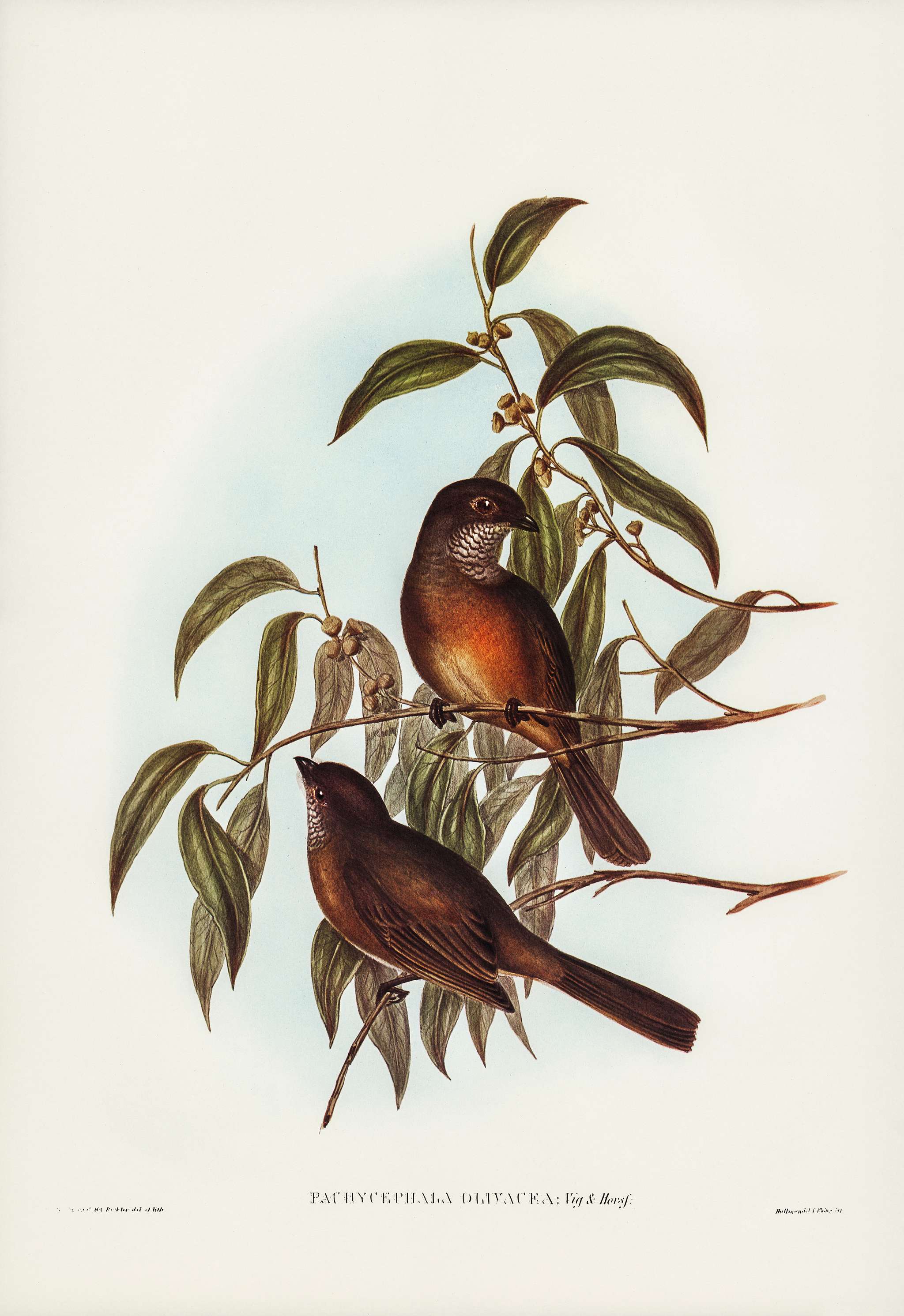 Olivaceous Pachycephala (Pachycephala olivacea, Vig&Horsf) illustrated by Elizabeth Gould (1804–1841) for John... Olivaceous Pachycephala (Pachycephala olivacea, Vig&Horsf) illustrated by Elizabeth Gould (1804–1841) for John...