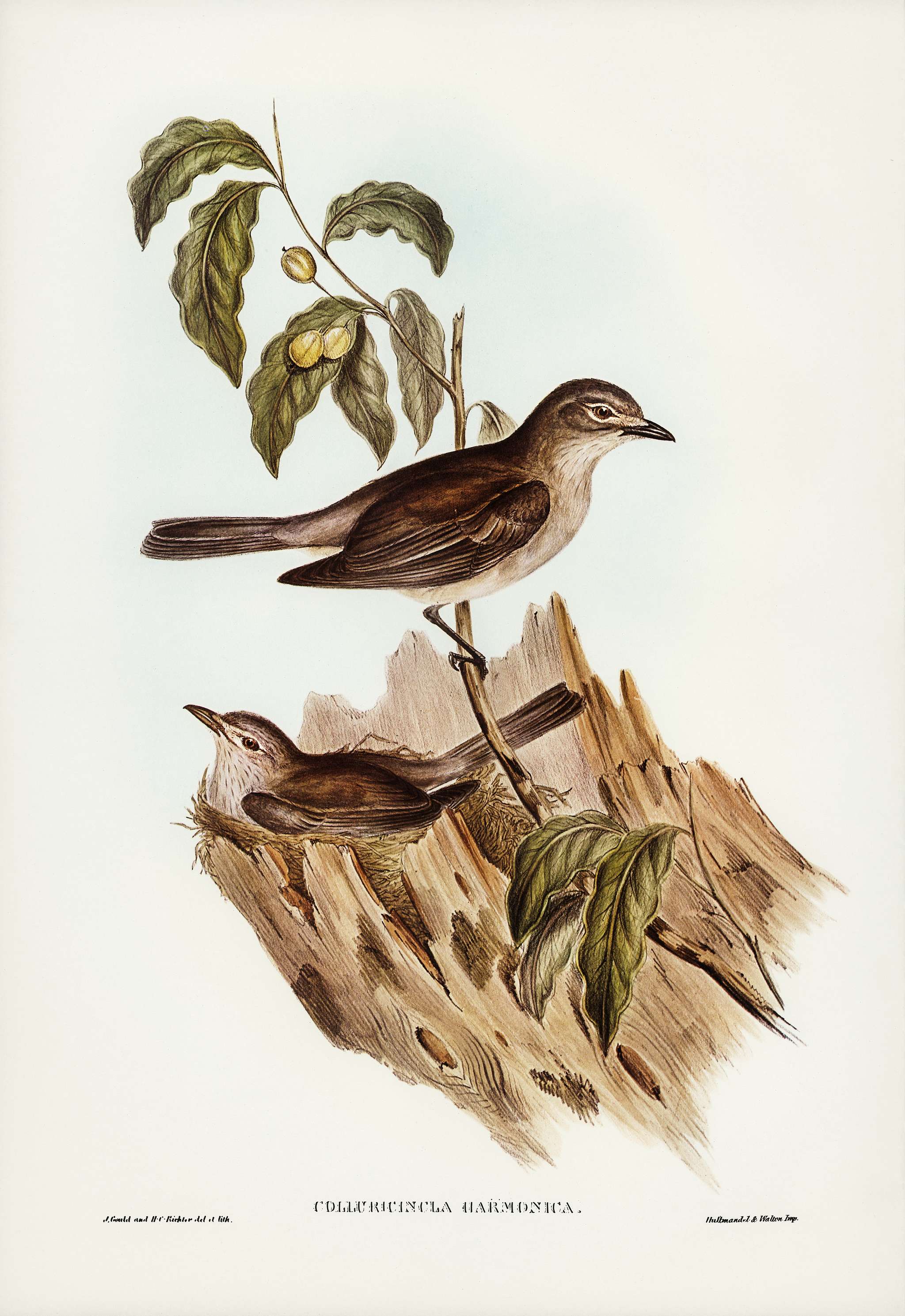 Harmonious Colluricincla (Colluricincla harmonica) illustrated by Elizabeth Gould (1804–1841) for John Gould’s (... Harmonious Colluricincla (Colluricincla harmonica) illustrated by Elizabeth Gould (1804–1841) for John Gould’s (...