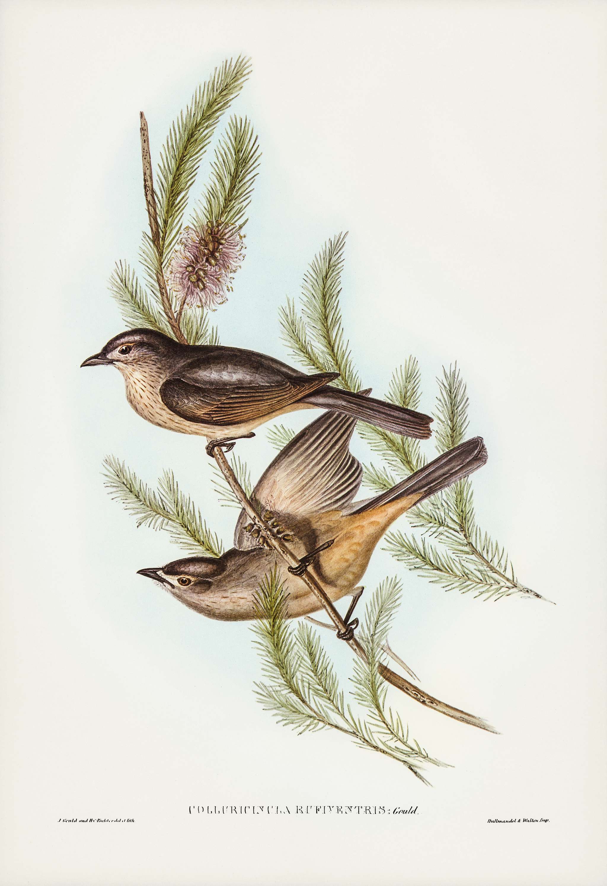 Buff-bellied shrike-thrush (Colluricincla rufiventris) illustrated by Elizabeth Gould (1804–1841) for John Gould... Buff-bellied shrike-thrush (Colluricincla rufiventris) illustrated by Elizabeth Gould (1804–1841) for John Gould...