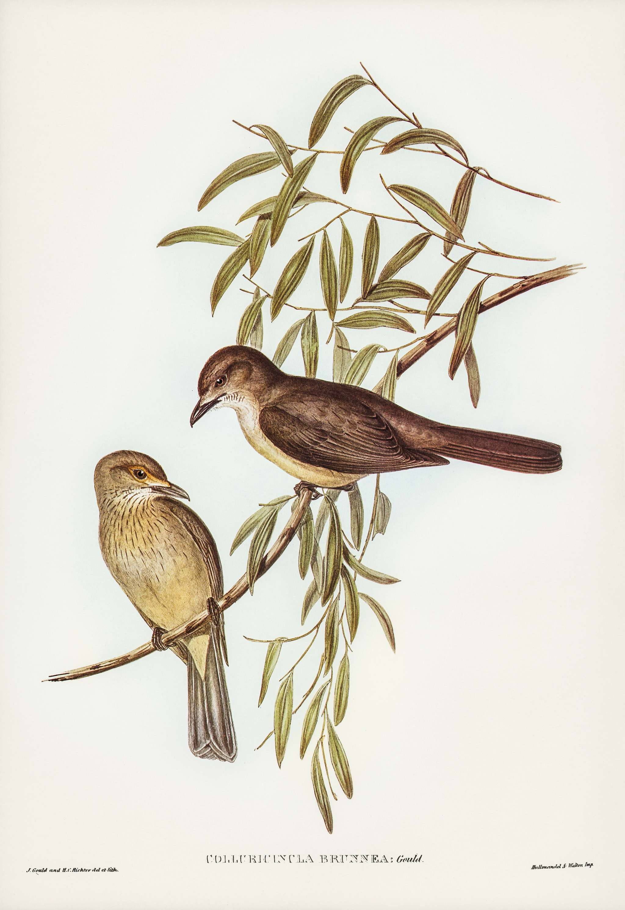Brown Colluricincla (Colluricincla brunnea) illustrated by Elizabeth Gould (1804–1841) for John Gould’s (1804-... Brown Colluricincla (Colluricincla brunnea) illustrated by Elizabeth Gould (1804–1841) for John Gould’s (1804-...