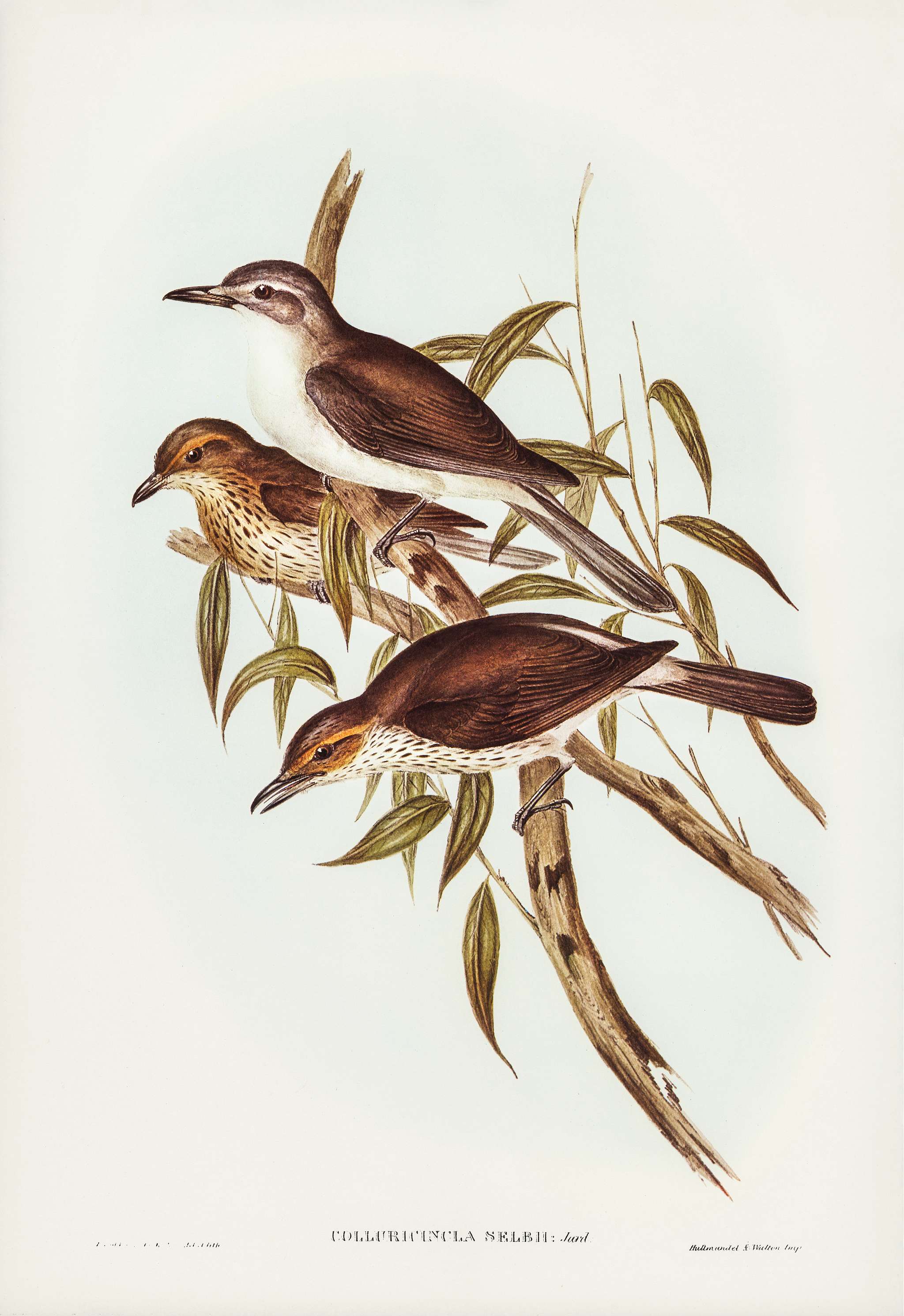 Selby’s Colluricincla (Colluricincla Selbii) illustrated by Elizabeth Gould (1804–1841) for John Gould’s (... Selby’s Colluricincla (Colluricincla Selbii) illustrated by Elizabeth Gould (1804–1841) for John Gould’s (...