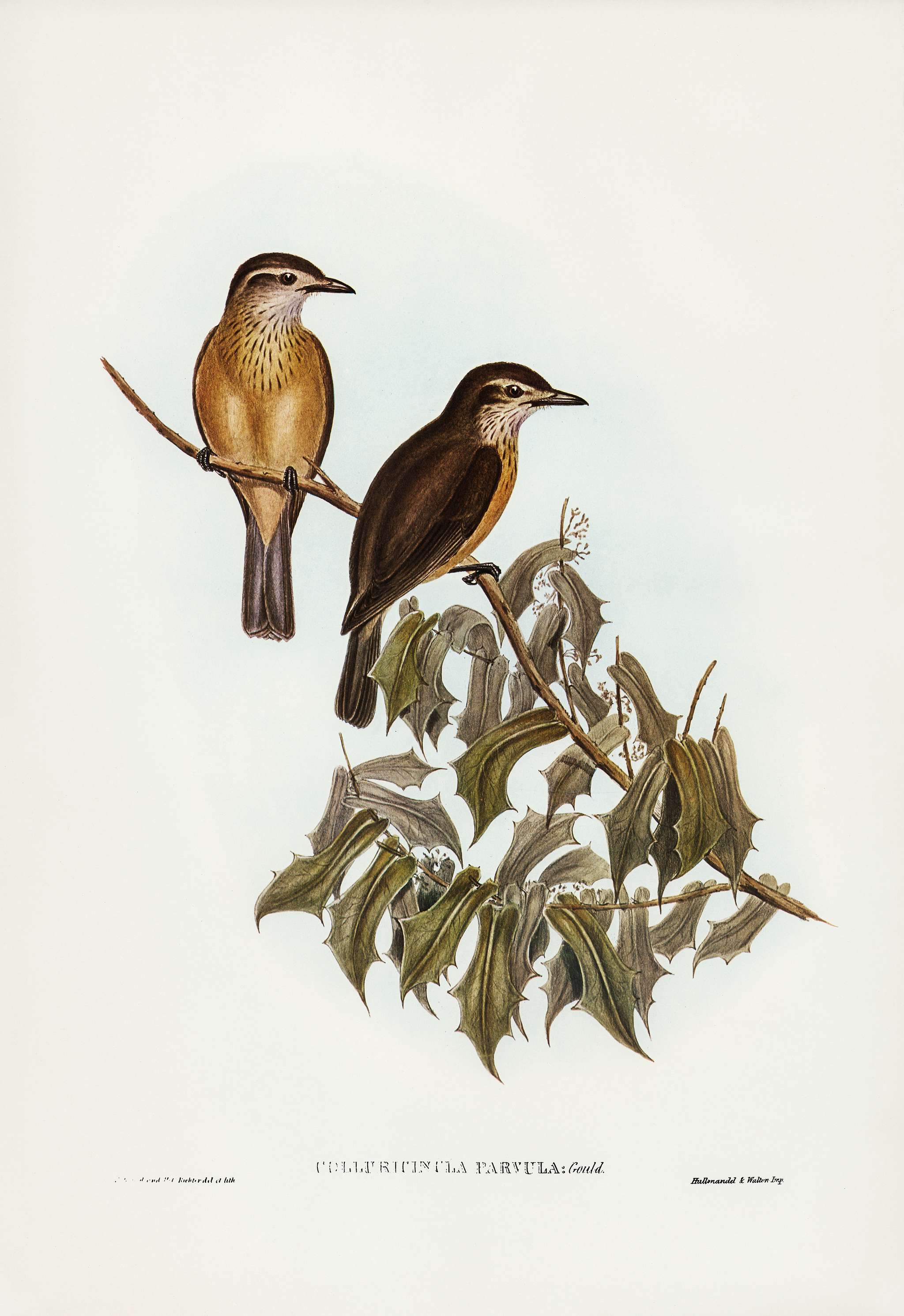 Little Colluricincla (Colluricincla parvula) illustrated by Elizabeth Gould (1804–1841) for John Gould’s (1804-... Little Colluricincla (Colluricincla parvula) illustrated by Elizabeth Gould (1804–1841) for John Gould’s (1804-...