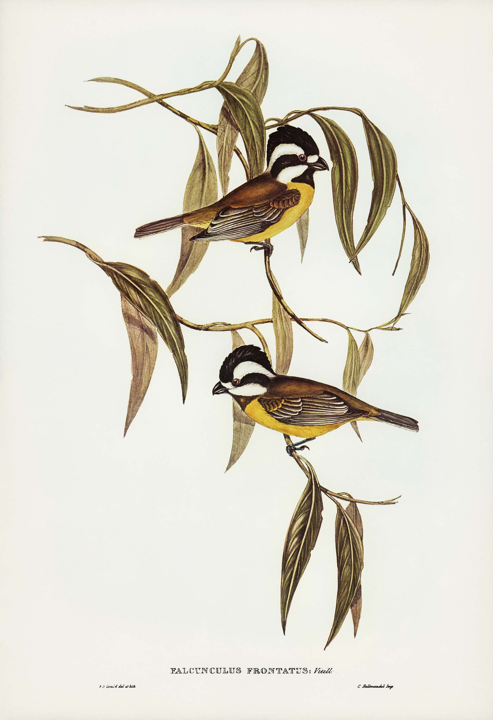 Frontal Shrike-Tit (Falcunculus frontatus) illustrated by Elizabeth Gould (1804–1841) for John Gould’s (1804-... Frontal Shrike-Tit (Falcunculus frontatus) illustrated by Elizabeth Gould (1804–1841) for John Gould’s (1804-...