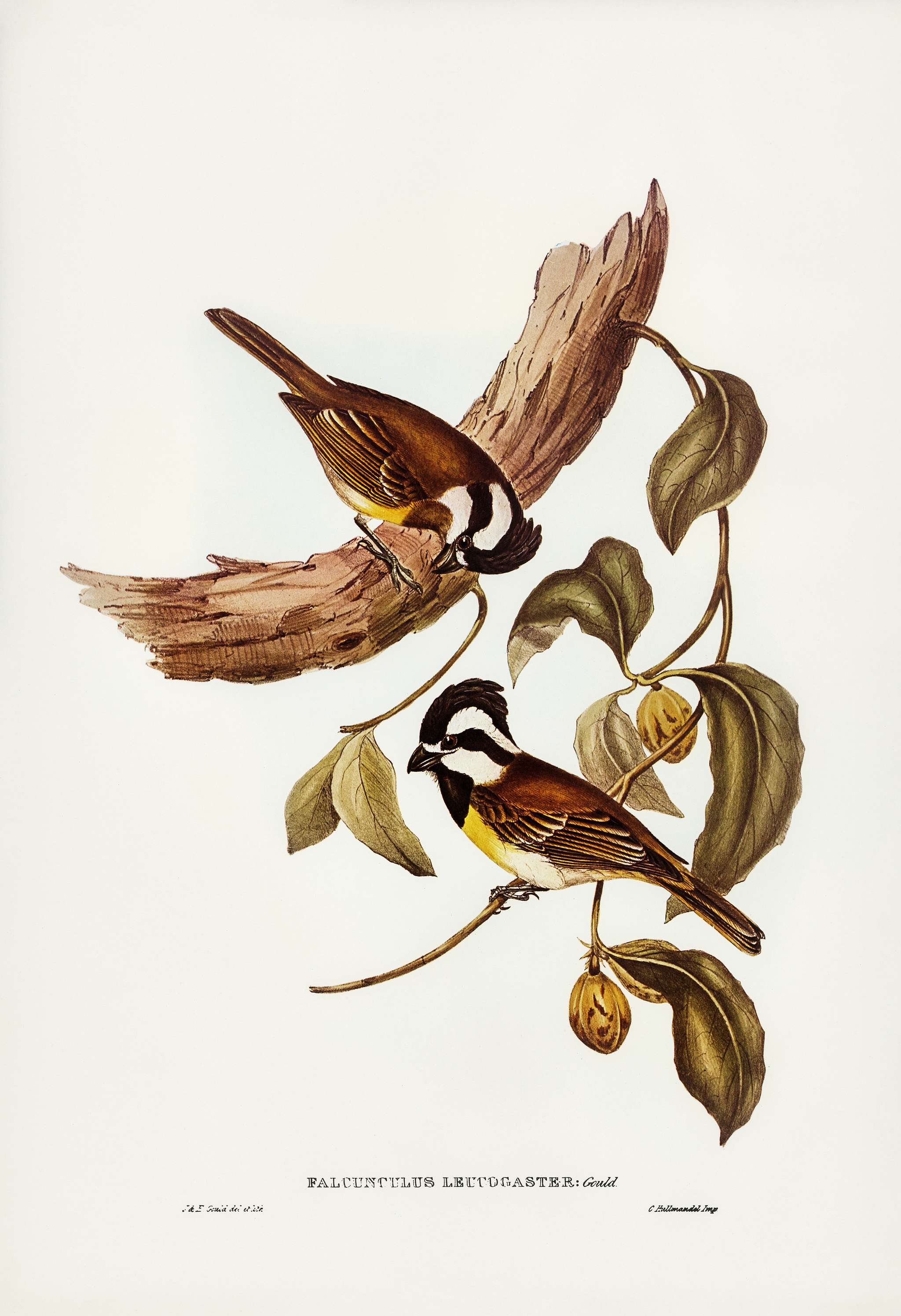 White-bellied Shrike-Tit (Falcunculus leucogaster) illustrated by Elizabeth Gould (1804–1841) for John Gould’s (... White-bellied Shrike-Tit (Falcunculus leucogaster) illustrated by Elizabeth Gould (1804–1841) for John Gould’s (...