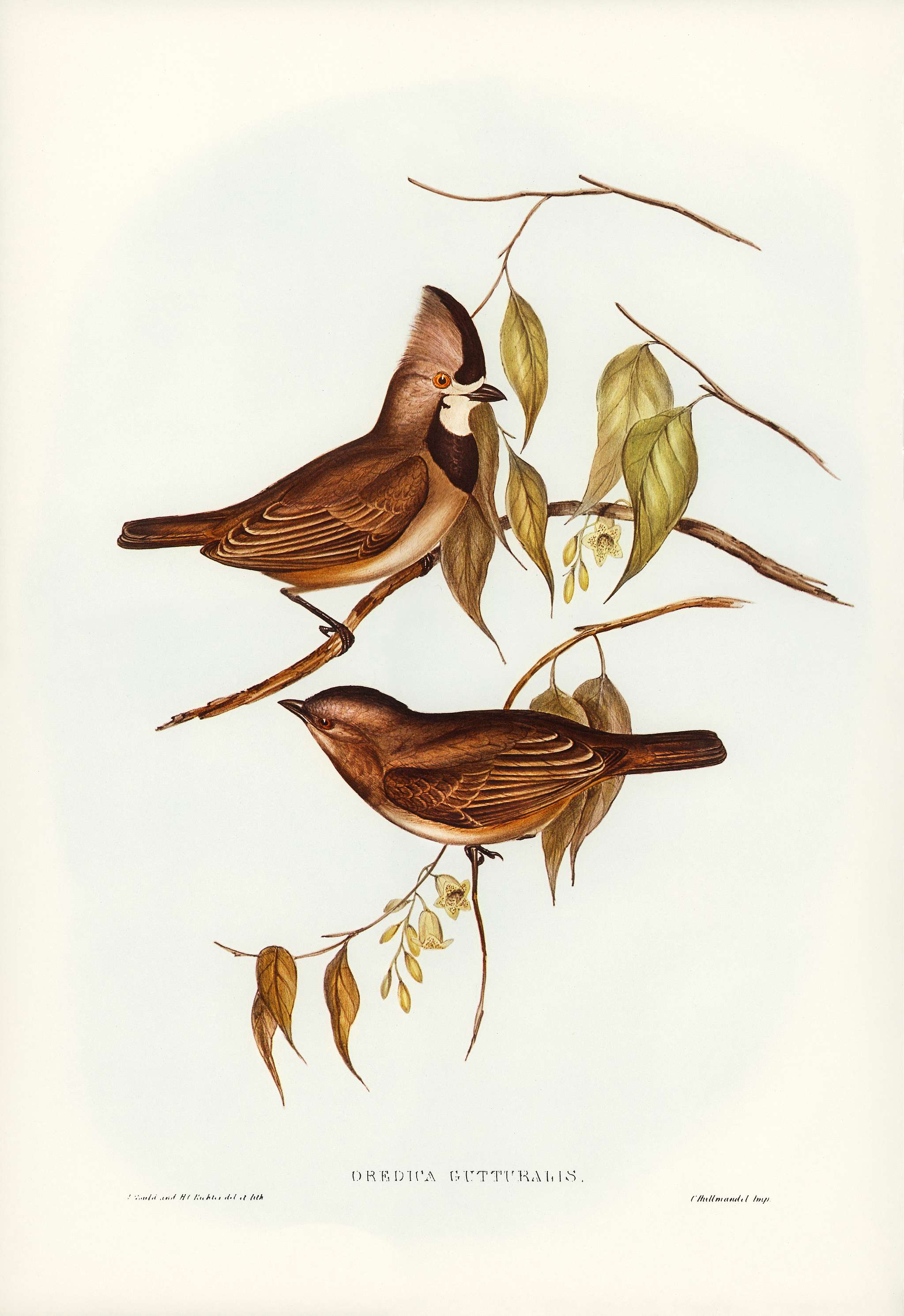Crested Oreoica (Oreoica gutturalis) illustrated by Elizabeth Gould (1804–1841) for John Gould’s (1804-1881)... Crested Oreoica (Oreoica gutturalis) illustrated by Elizabeth Gould (1804–1841) for John Gould’s (1804-1881)...
