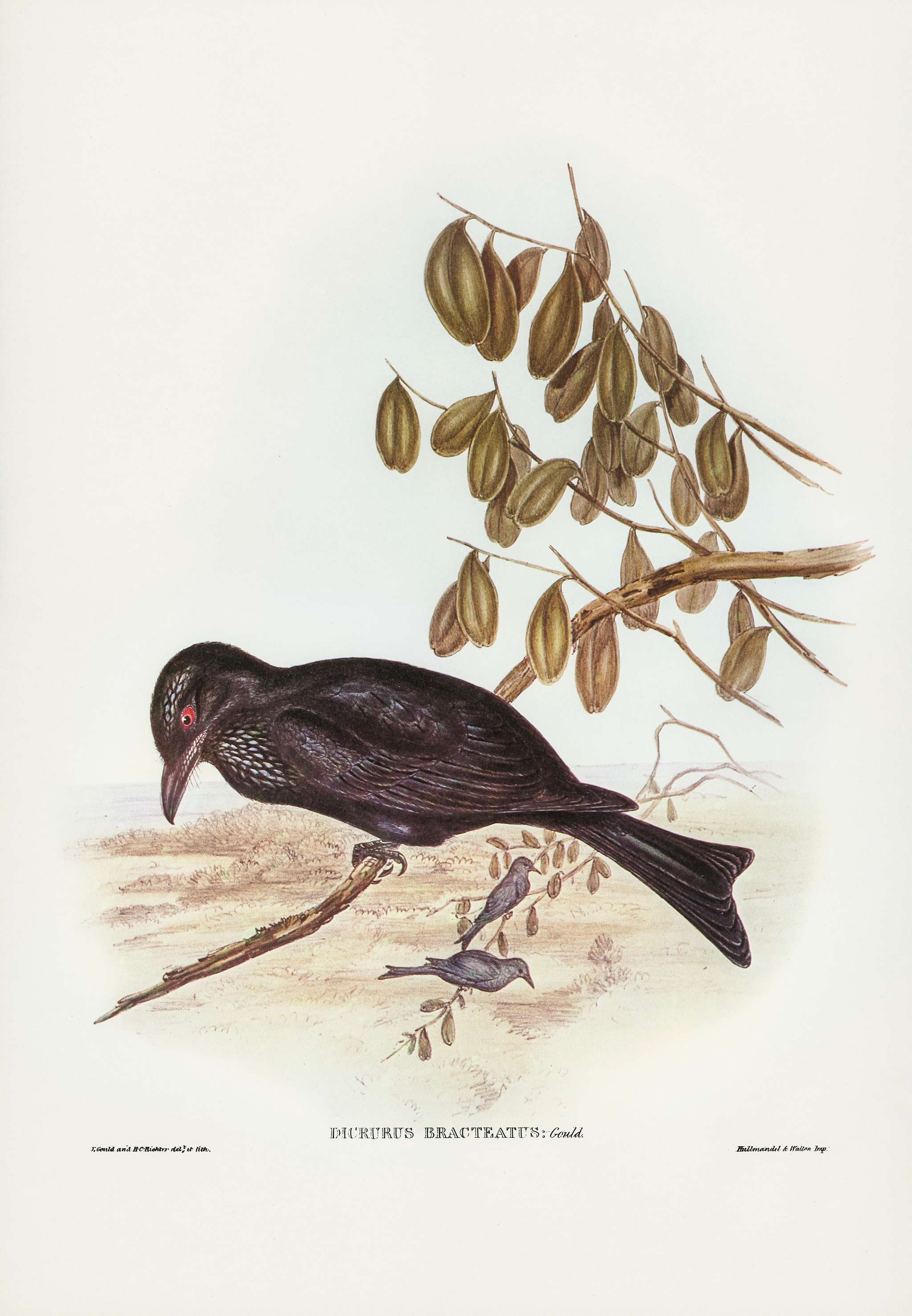Spangled Drongo (Dicrurus bracteatus) illustrated by Elizabeth Gould (1804–1841) for John Gould’s (1804-1881)... Spangled Drongo (Dicrurus bracteatus) illustrated by Elizabeth Gould (1804–1841) for John Gould’s (1804-1881)...