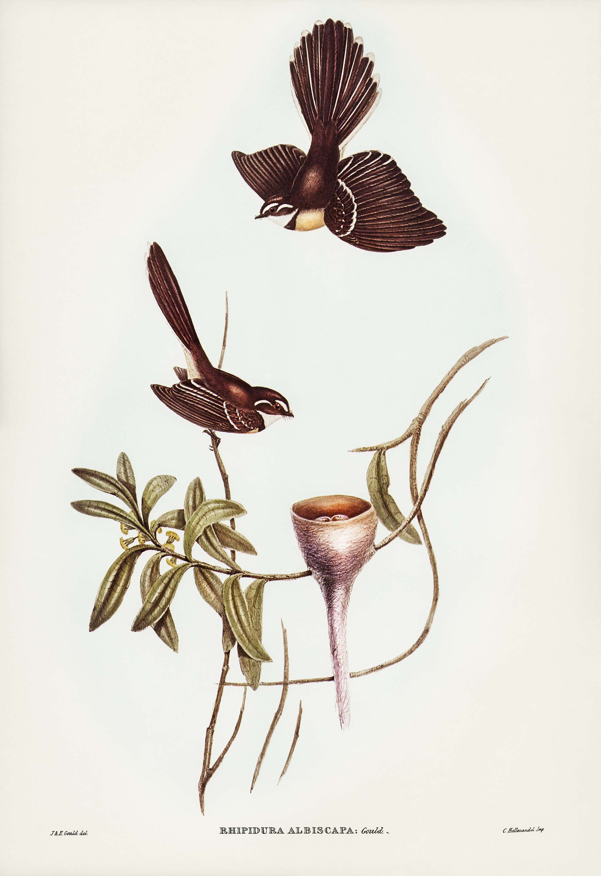 White-shafted Fantail (Rhipidura albiscapa) illustrated by Elizabeth Gould (1804–1841) for John Gould’s (1804-... White-shafted Fantail (Rhipidura albiscapa) illustrated by Elizabeth Gould (1804–1841) for John Gould’s (1804-...