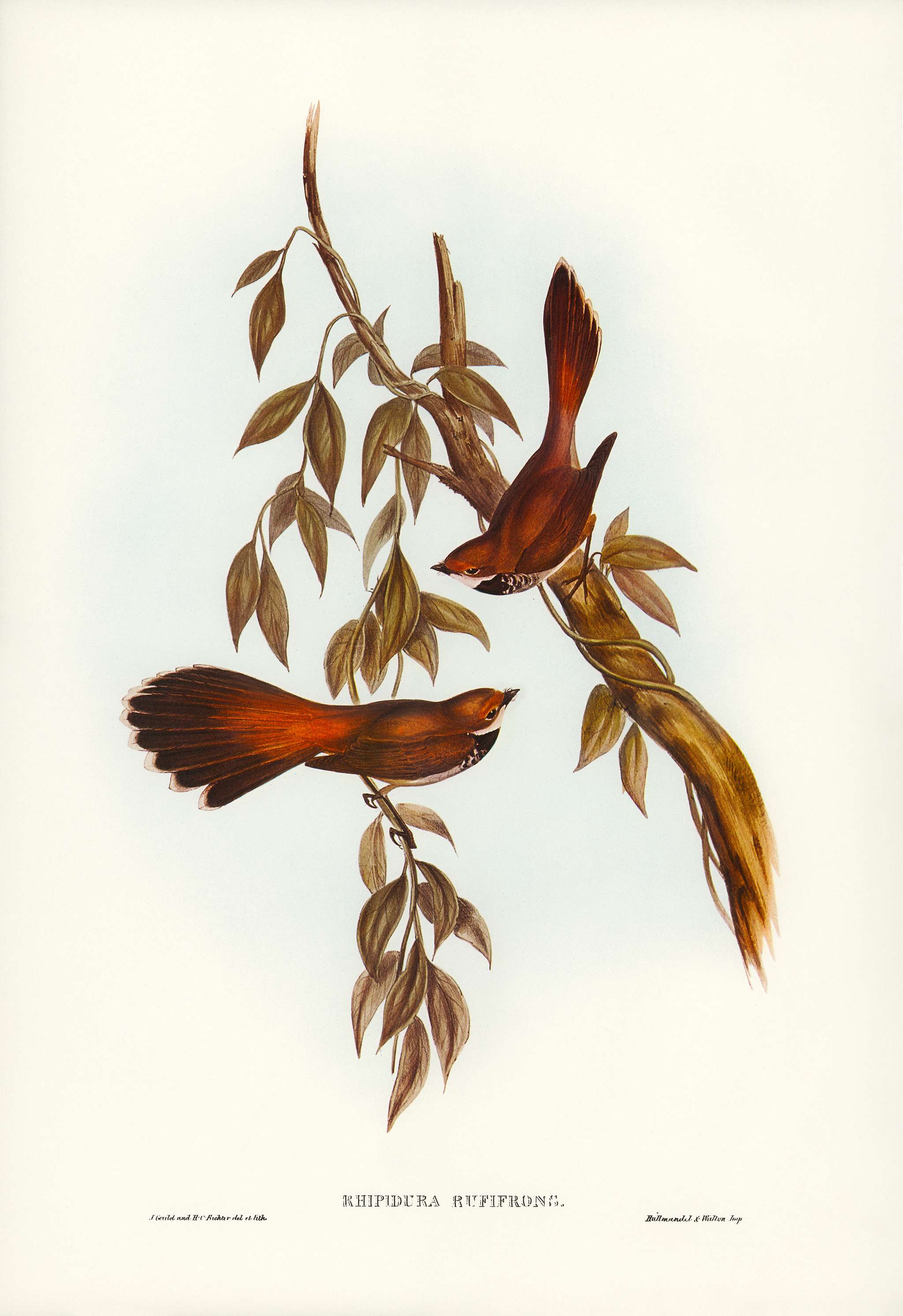 Rufous-fronted Fantail (Rhipidura rufifrons) illustrated by Elizabeth Gould (1804–1841) for John Gould’s (1804-... Rufous-fronted Fantail (Rhipidura rufifrons) illustrated by Elizabeth Gould (1804–1841) for John Gould’s (1804-...