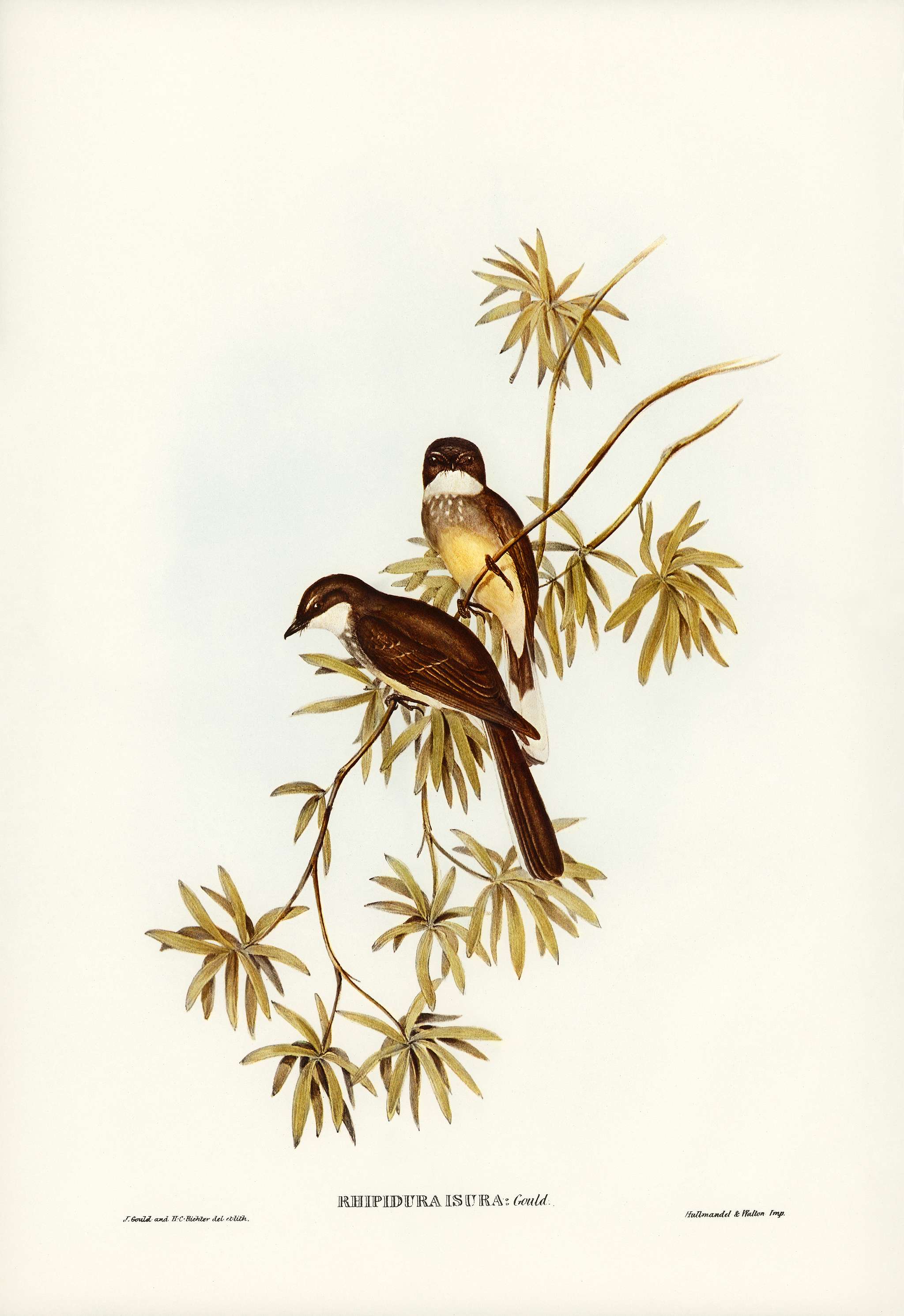 Northern Fantail (Rhipidura isura) illustrated by Elizabeth Gould (1804–1841) for John Gould’s (1804-1881) Birds... Northern Fantail (Rhipidura isura) illustrated by Elizabeth Gould (1804–1841) for John Gould’s (1804-1881) Birds...