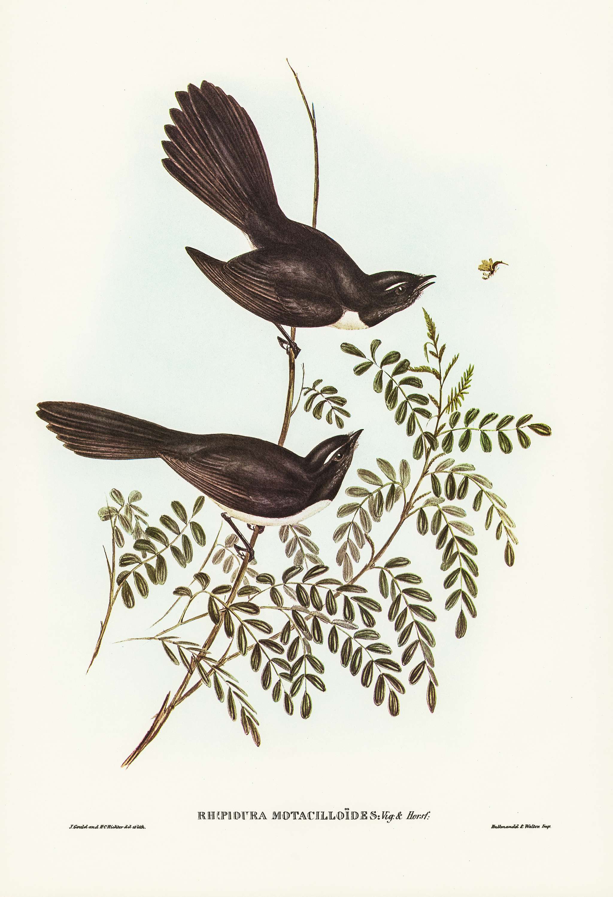 Black Fantailed Flycatcher (Rhipidura Motacilloides) illustrated by Elizabeth Gould (1804–1841) for John Gould’s... Black Fantailed Flycatcher (Rhipidura Motacilloides) illustrated by Elizabeth Gould (1804–1841) for John Gould’s...